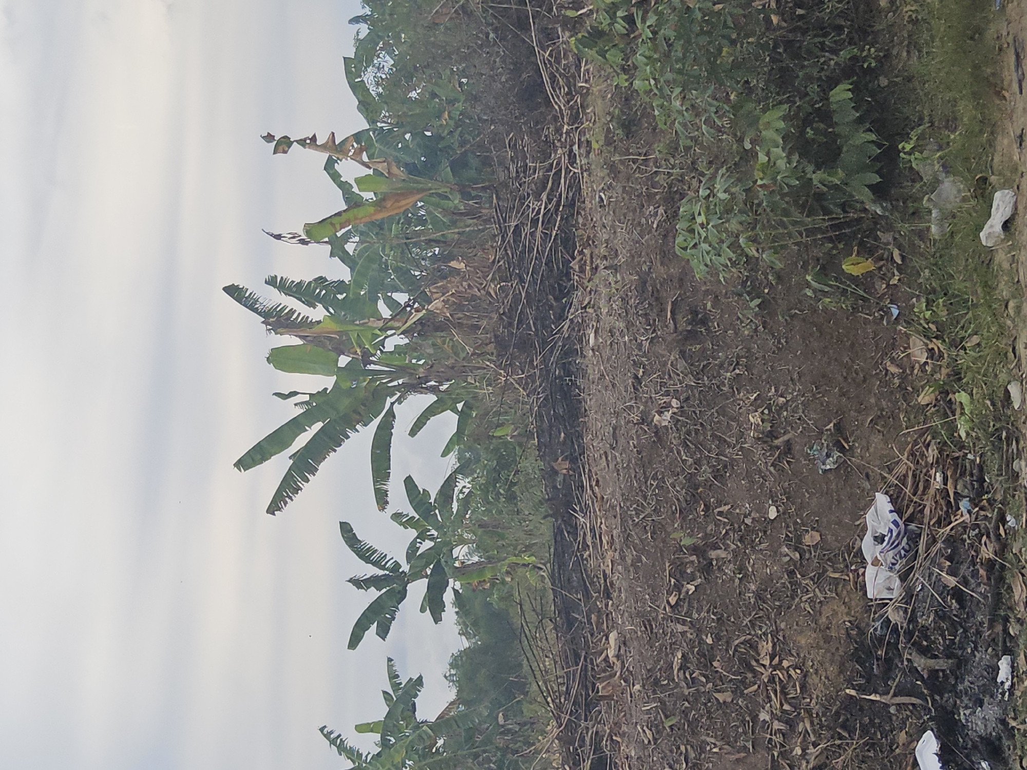This is a medium shot, outdoor photograph of a heavily overgrown area near what appears to be a rural residential setting in Payagaboh, Indonesia. The foreground is dominated by a steep, dirt embankment covered in dry leaves, twigs, and debris. There is visible litter, including plastic bags and paper waste, scattered on the embankment. Several banana trees, some appearing mature and others younger, are prominent in the midground and background, with their large, tattered leaves extending towards the sky. Interspersed with the banana trees are other dense green foliage and undergrowth. The ground area in front of the embankment and between the vegetation is also covered in dead leaves, branches, and some visible ash, suggesting recent burning. The sky is overcast with a pale, diffused light, indicating either early morning or late afternoon conditions. No people are visible in the frame. The overall impression is one of untamed nature encroaching on a formerly cleared or inhabited space.