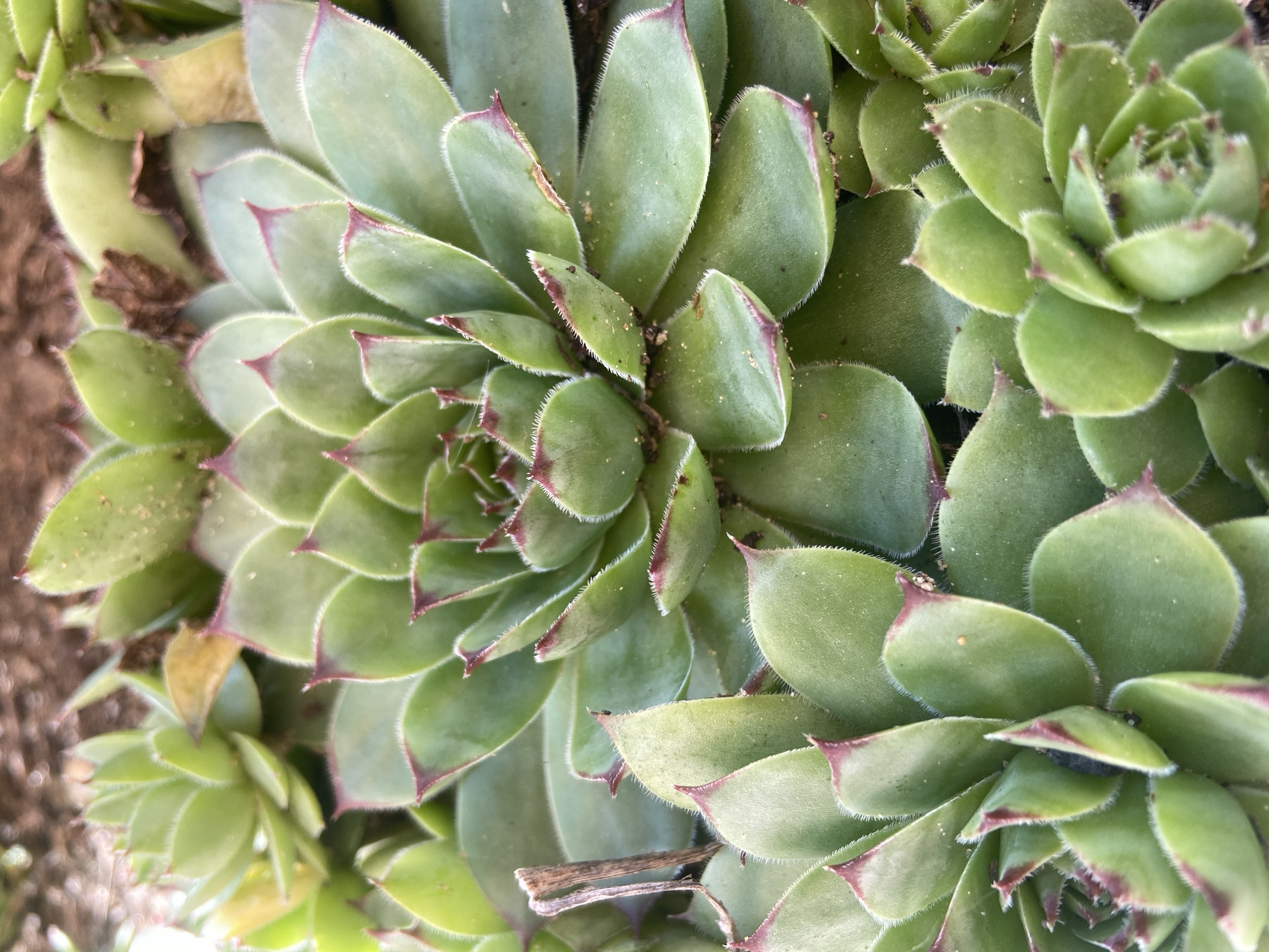 The image is a close-up, overhead shot of a cluster of Sempervivum plants, commonly known as Hens and Chicks. The rosettes of succulent leaves are a vibrant green with reddish-purple tips and fine, white hairs along the edges. The plants are growing in dark soil, with some dried leaves and debris visible in the background. The lighting suggests it is daytime, possibly outdoors in a garden setting within Зимородок Днп, Russia. There are no people or animals present in the image. The focus is entirely on the texture and form of the plants.