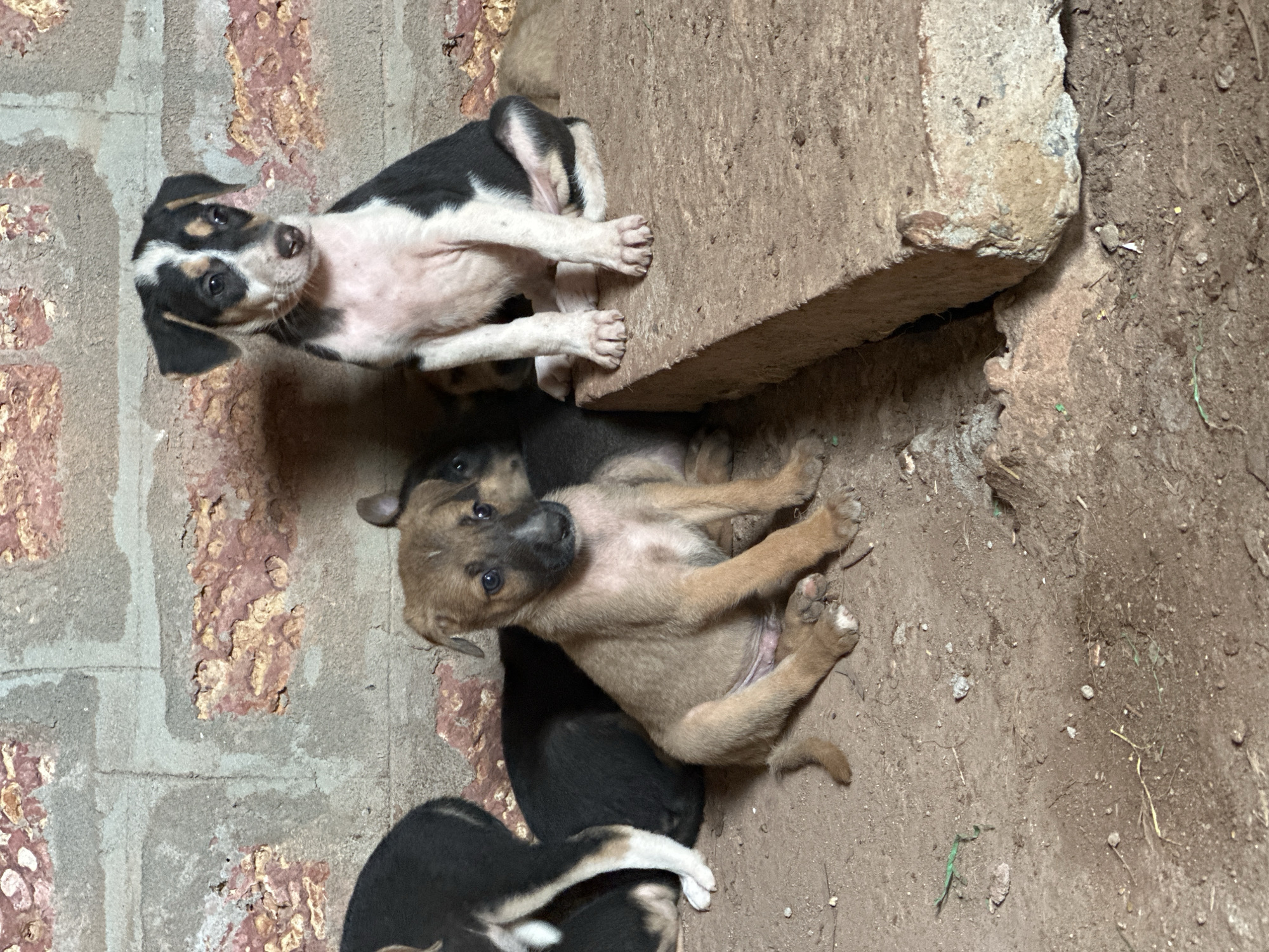 In the foreground, on a dirt ground, several puppies are visible. One light brown puppy is sitting on the ground, facing forward, with its front paws extended. To its left, partially obscured, is a black puppy. Behind them, a dark-colored puppy is lying down, with its head visible. In the background, a black and white puppy is sitting on a raised concrete slab, facing to the left. The background consists of a textured brick wall. The scene appears to be outdoors, possibly in a rural or undeveloped area, given the dirt ground and brick wall construction. The lighting suggests it is daytime. There are no people in the image. The location is identified as Arambol, India, which suggests a tropical or subtropical climate, consistent with the presence of young animals seeking shade or a cool surface.