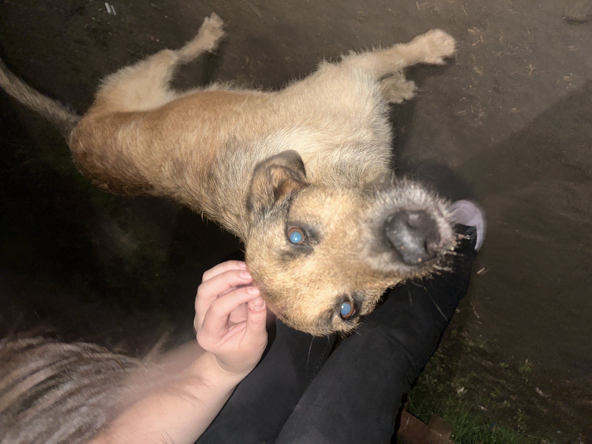 An overhead photograph captures a light-brown, scruffy-haired dog lying on dark ground and looking directly up at the camera. The dog's eyes exhibit a bright blue reflection, characteristic of flash photography in low-light conditions. A person's hand, with light skin tone, is gently placed near the dog's head, while their legs, dressed in black trousers, are also visible in the foreground. The dog's wiry fur covers its body, which is stretched out on the dark, possibly muddy, ground. Its tail extends to the left, and its small paws are discernible. The overall setting appears to be outdoors during nighttime or in a poorly lit area, with hints of sparse green vegetation on the ground. The interaction between the person and the dog suggests a moment of close companionship or engagement. There is no visible text in the image.