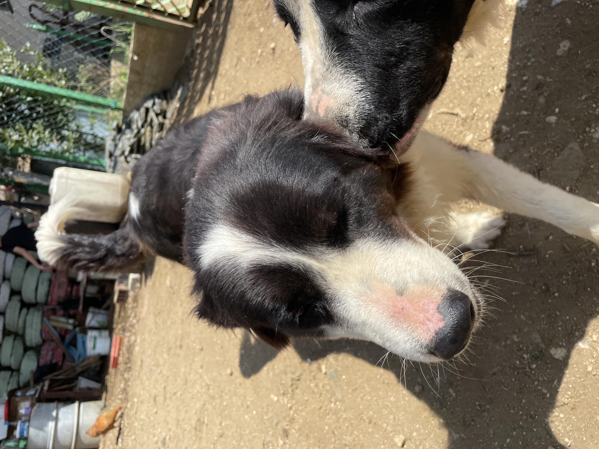 The image, captured in Zlatograd, Bulgaria, depicts two dogs interacting in a sunlit outdoor environment. In the foreground, a black and white dog is resting or lying down on light brown dirt ground, seen from an elevated perspective. This dog has distinctive white markings on its forehead and muzzle, with pink skin visible around its black nose. Its eyes appear closed, suggesting relaxation. Partially visible in the upper right, a second dog, primarily black, is seen nuzzling or sniffing the neck and head of the first dog, indicating a moment of affectionate interaction.
The setting is a rustic yard or outdoor area, characterized by dry, light brown soil underfoot. Strong shadows cast by the dogs and other elements suggest bright, clear daylight conditions. In the left background, a green wire mesh fence is visible, beyond which some foliage can be seen. Below the fence and further to the left, various objects, including stacked items that resemble tires or containers, create a somewhat cluttered backdrop. A white plastic container is situated near the resting dog's fluffy white tail. A small, reddish-brown chicken is also visible walking on the dirt ground in the far left background amidst the scattered items. There is no visible text in the image.