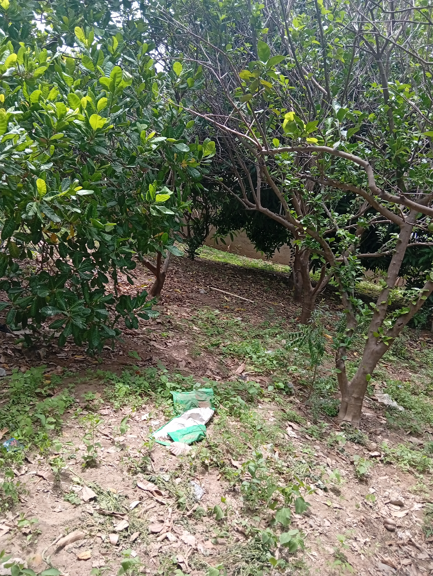 In Azume, Nigeria, an outdoor scene depicts a patch of overgrown vegetation with several trees. The ground is covered in dry leaves and sparse green growth, with some areas of exposed soil. In the foreground, a pile of discarded plastic bags, one primarily white with green accents, lies on the ground amidst the foliage. The trees are of moderate size, with visible branches and green leaves. The overall impression is one of a natural, unkempt environment.
