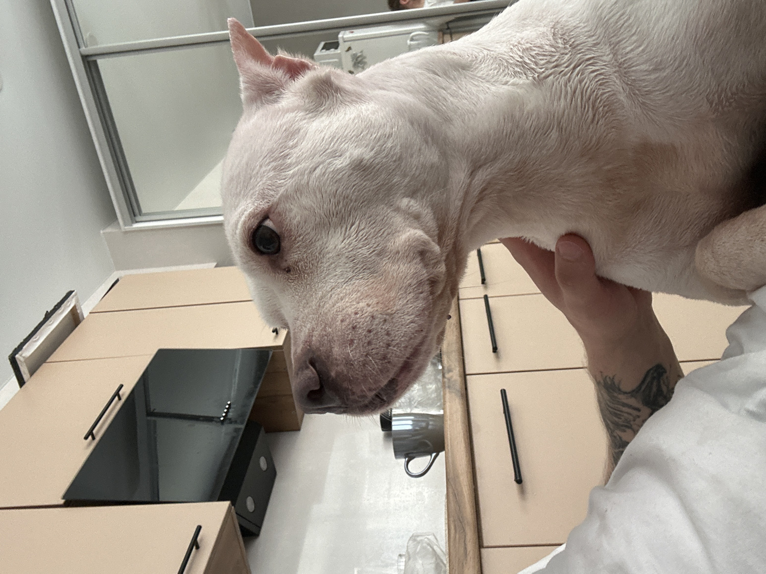 This close-up, low-angle shot captures a white, short-haired dog being held up by a person. The dog, likely a Pitbull or similar breed, dominates the foreground, looking directly at the camera with dark, alert eyes and a focused expression. Its fur is white with subtle reddish-brown patches visible on its back and flank, and its ears are pointed and alert. The person's hand and forearm are visible holding the dog's body, revealing a dark, possibly abstract tattoo on the forearm and a white shirt sleeve.
The background depicts a modern kitchen or utility room, characterized by light beige or cream-colored flat-panel cabinetry with sleek, long black handles. A black induction stovetop is set into the countertop, reflecting parts of the room. Above the cabinets, a window or frosted glass panel allows natural light into the space, contributing to the bright, daytime ambiance. A small black framed object rests on the counter to the far left. The overall setting suggests a contemporary home interior, located in Sochi, Russia, offering a clean and functional environment for this candid interaction between the pet and its owner. No visible text is present in the image.