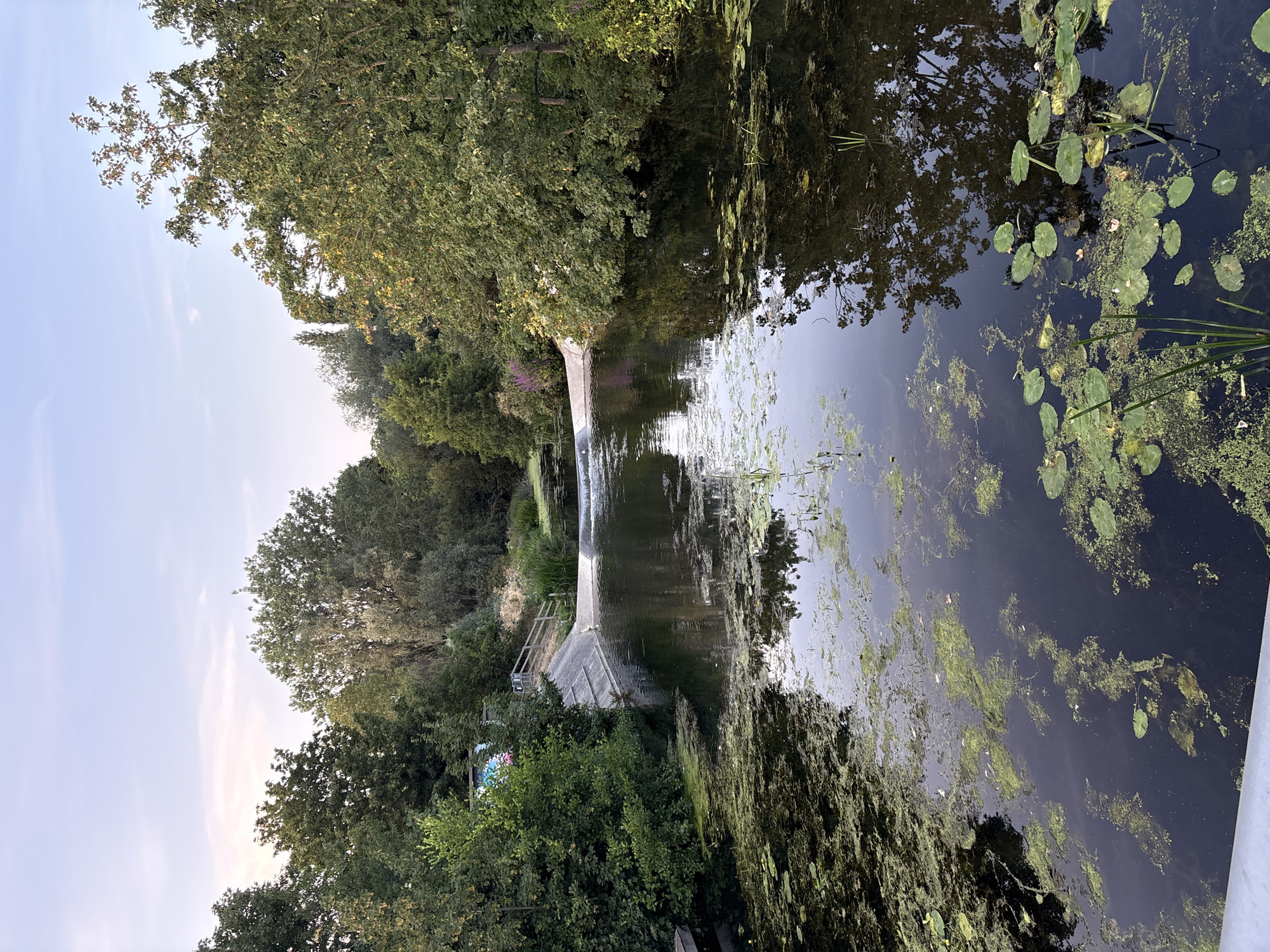 The image depicts a scenic view of a canal in Chelmsford, United Kingdom. The canal is covered with lily pads and algae, with reflections of the surrounding trees and sky visible on the water's surface. In the background, a concrete structure, possibly a weir or dam, spans the canal, with a wooden railing leading up to it. Lush green trees line the banks of the canal, some bearing graffiti. The sky above is a pale blue with a few wispy clouds, suggesting it might be dawn or dusk. The overall atmosphere is tranquil and natural, with a touch of urban elements from the graffiti and the concrete structure.