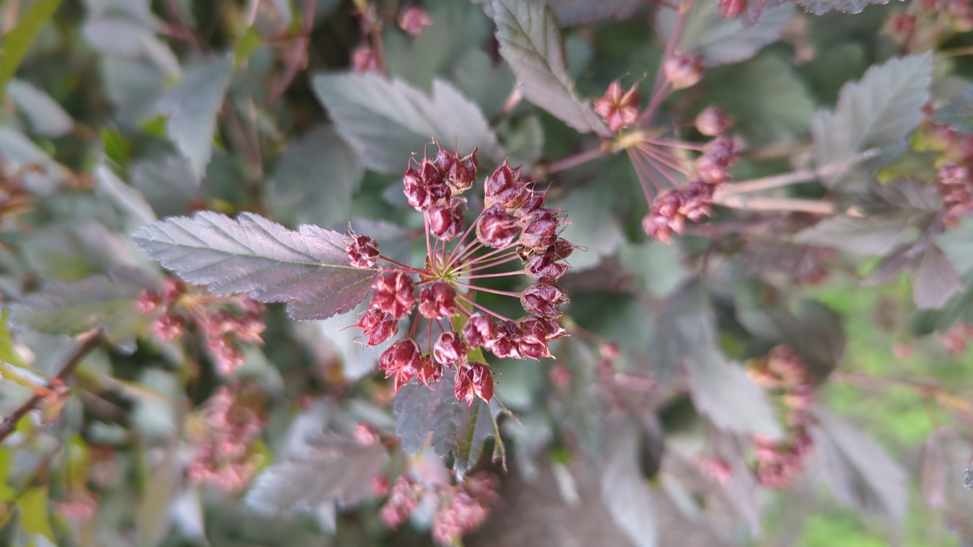 A close-up, high-angle shot captures a cluster of small, dark red, bud-like seed pods on a branch of a shrub. The pods are arranged in a spherical cluster, with thin, reddish stems radiating outwards. The leaves of the shrub are a deep, muted purple-red with visible veins. The background is softly blurred, showing more of the dark leaves and a hint of green foliage and possibly grass. The lighting is diffused, suggesting an overcast day or shade. The scene is a natural environment, likely a park or garden, but no specific landmarks or details to identify it as being in Montreal, Canada are present. The focus is sharp on the central cluster of seed pods, with the surrounding foliage progressively out of focus.