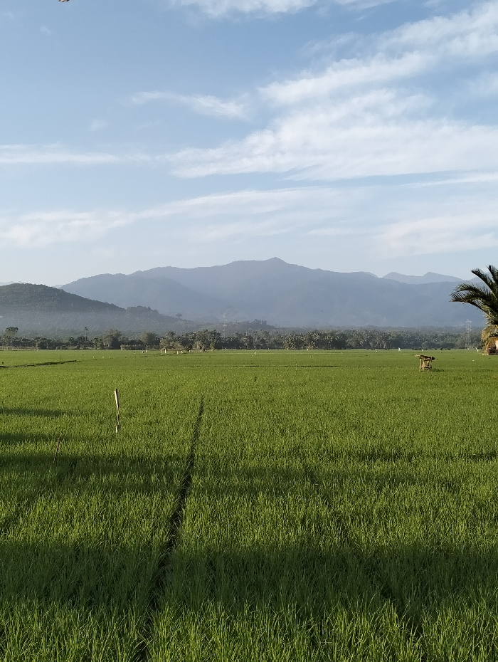This image depicts a wide, verdant agricultural field in Blangtambue, Indonesia, under a partly cloudy sky. The field, likely a rice paddy, is covered with uniform, bright green plant growth. A prominent, dark linear shadow extends vertically from the lower center towards the midground. A slender, light-colored stake is visible in the lower-left portion of the field. In the mid-right, a small, elevated, open-sided structure, possibly a shelter or watchtower, constructed from natural materials, stands within the field. A dense line of trees forms a dark green border between the field and a series of hazy, blue-gray mountain ranges in the distant background. A portion of a dark green palm tree is visible on the far right edge of the frame. The sky is light blue with scattered white, wispy clouds. No individuals are present in the scene.