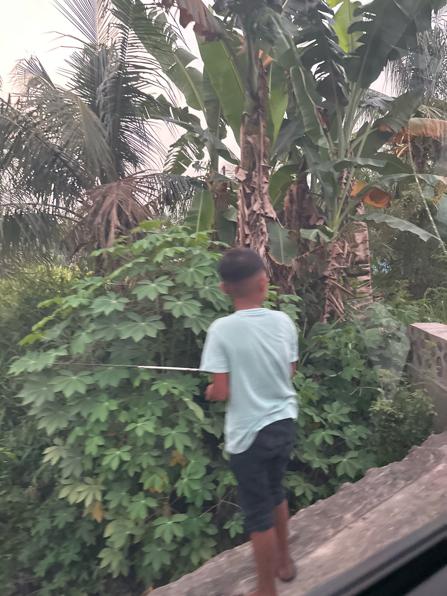 The image shows a young male, seen from behind, wearing a light blue t-shirt and dark shorts. He is standing on a concrete surface, possibly a wall or a raised pathway, and is holding a long, slender object horizontally. He is facing towards a dense area of lush green foliage, which includes large-leafed plants and tall, tropical trees, possibly banana trees and palm trees, suggesting a tropical or subtropical environment. The background is dominated by these plants and trees, with a hint of a pale sky. The lighting suggests it is daytime, possibly late afternoon or early morning due to the soft light. The overall scene appears to be outdoors in a natural or semi-natural setting, possibly on the outskirts of a residential area or a park. The specific location in Tandam Hulu II, Indonesia, indicates a tropical climate with abundant vegetation.