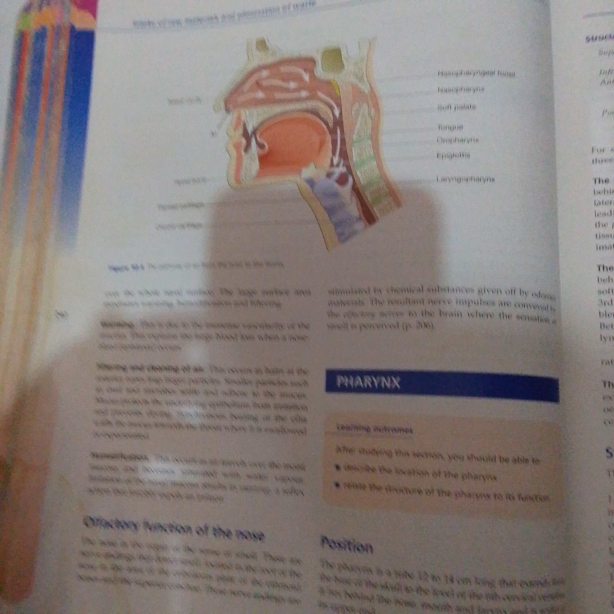 The image displays a page from a textbook or educational material, featuring an anatomical illustration of the human upper respiratory tract, specifically the nasal cavity, oral cavity, pharynx, and larynx. Labels such as "Nasopharyngeal tonsil," "Nasopharynx," "Soft palate," "Tongue," "Oropharynx," "Epiglottis," and "Laryngopharynx" are visible, pointing to different parts of the diagram. To the right of the illustration, there is a section titled "PHARYNX" with a subheading "Learning outcomes" listing two bullet points: "describe the location of the pharynx" and "relate the structure of the pharynx to its function." Below this, there is another section titled "Position" describing the pharynx as a tube. Text discussing olfactory function and air filtration is also present. There is no information or visual content related to the city of Jalingo, Nigeria, in this image.