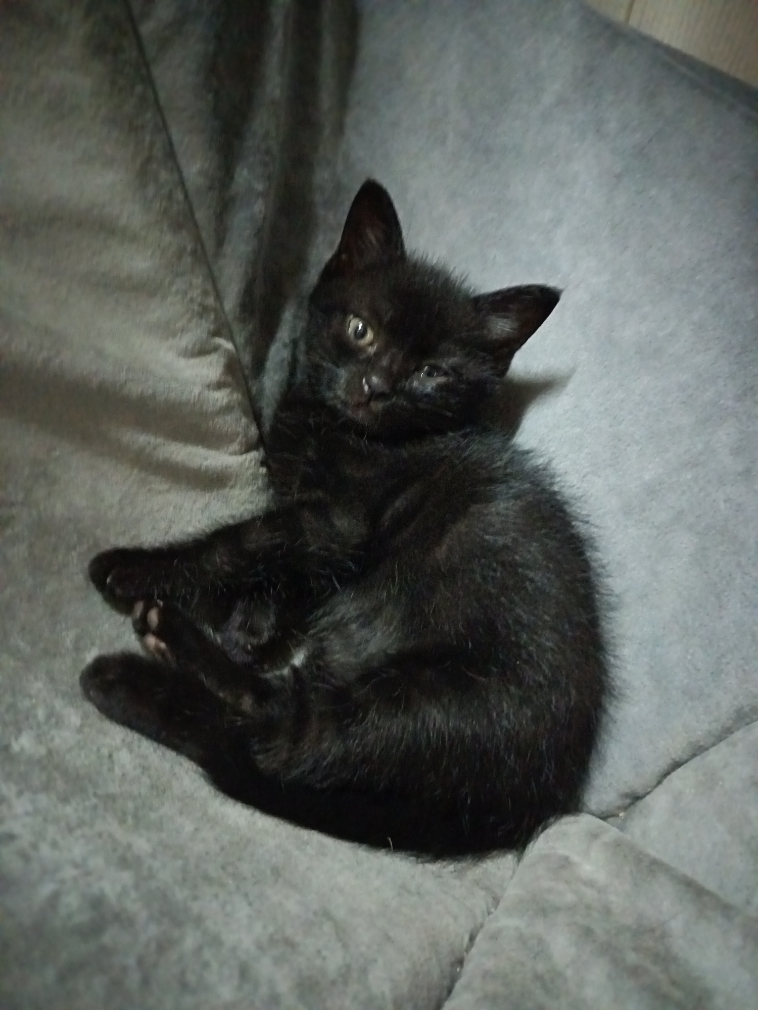 A black kitten is curled up on a gray, cushioned surface. The kitten's eyes are open, and it is looking towards the camera. Its paws are tucked underneath its body. The background is soft and out of focus.