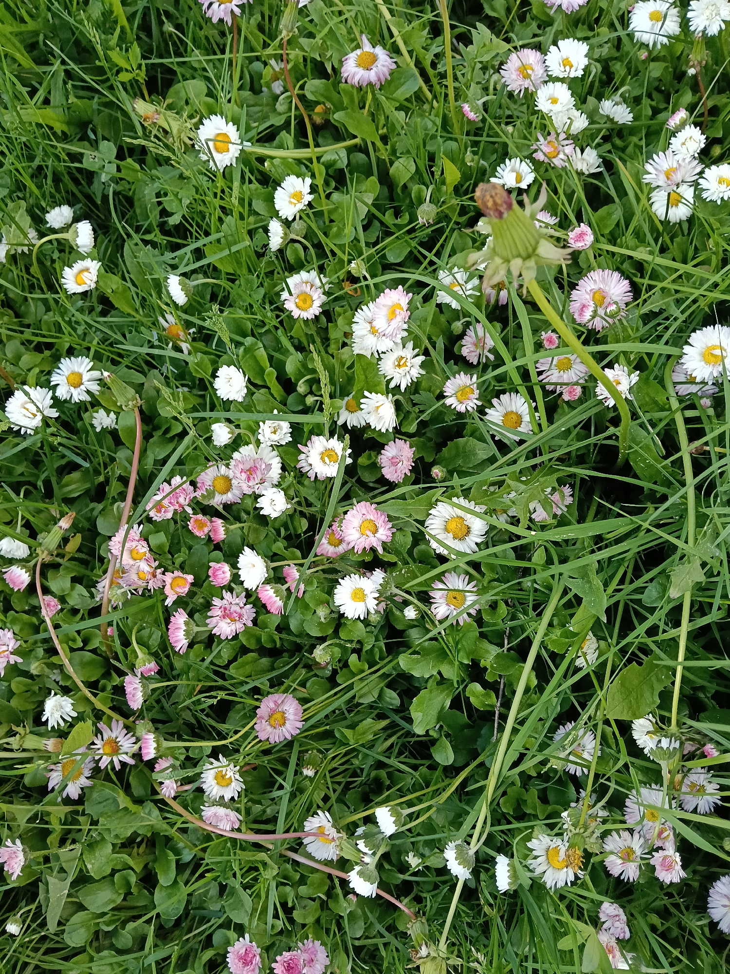 The image shows a patch of grass interspersed with numerous daisies, some with white petals and others with pinkish-white petals. A single spent dandelion head is also visible among the greenery. The photograph appears to be taken from a top-down perspective, close to the ground. The image suggests a natural setting, possibly a lawn or field. No people, interactions, or specific objects requiring advanced forensic analysis are present. The geographic location within the city of Красный Маяк, Russia, cannot be determined from the image alone.