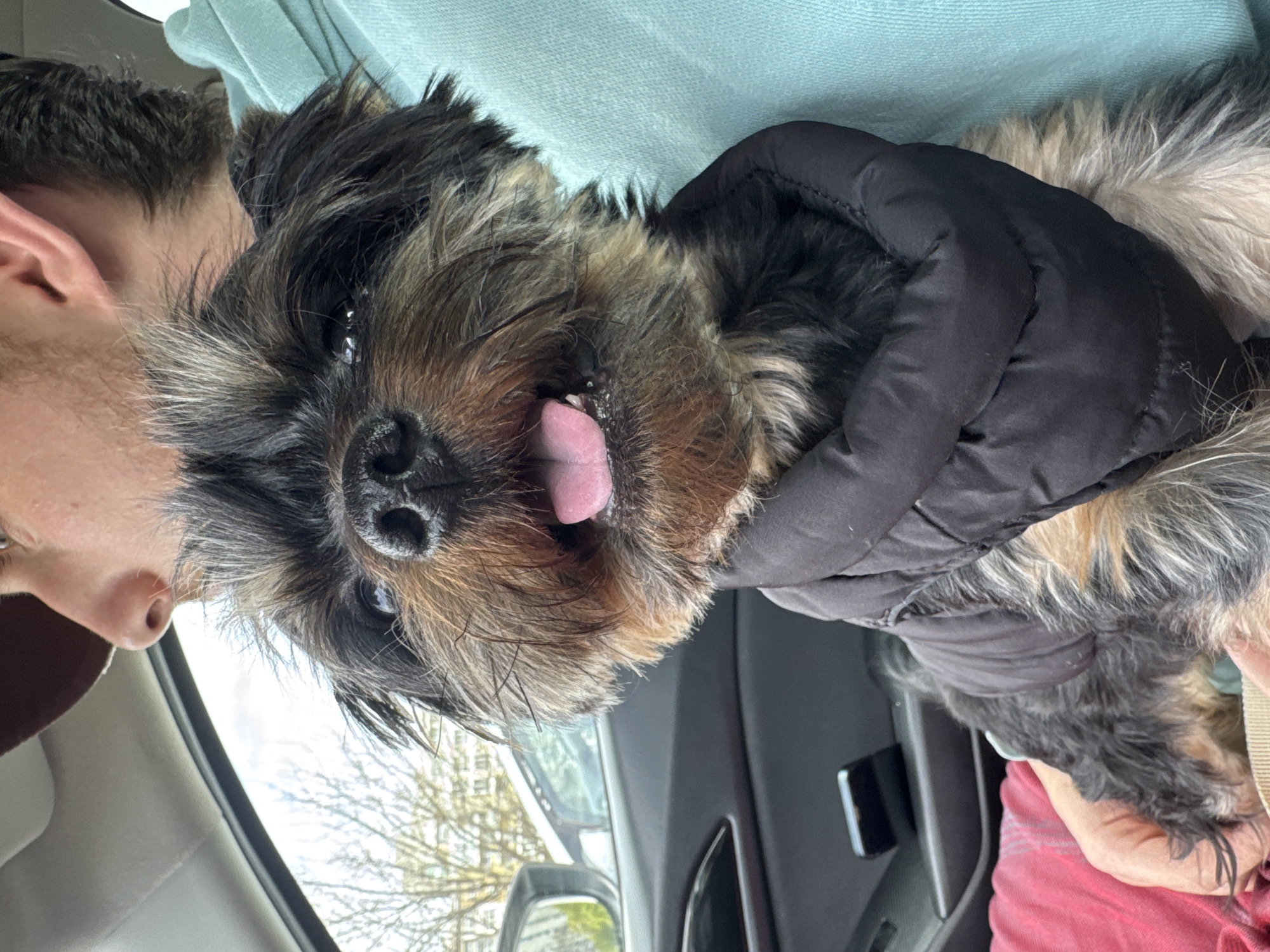 A small, black and brown, medium-haired dog with its tongue sticking out is being held by a person. The dog is wearing a black puffer jacket with a hood. The person holding the dog is white-skinned with short, dark hair. The scene is indoors, likely inside a car, as part of the dashboard and a side window are visible. The car appears to be in Burgas, Bulgaria, as can be seen through the window.