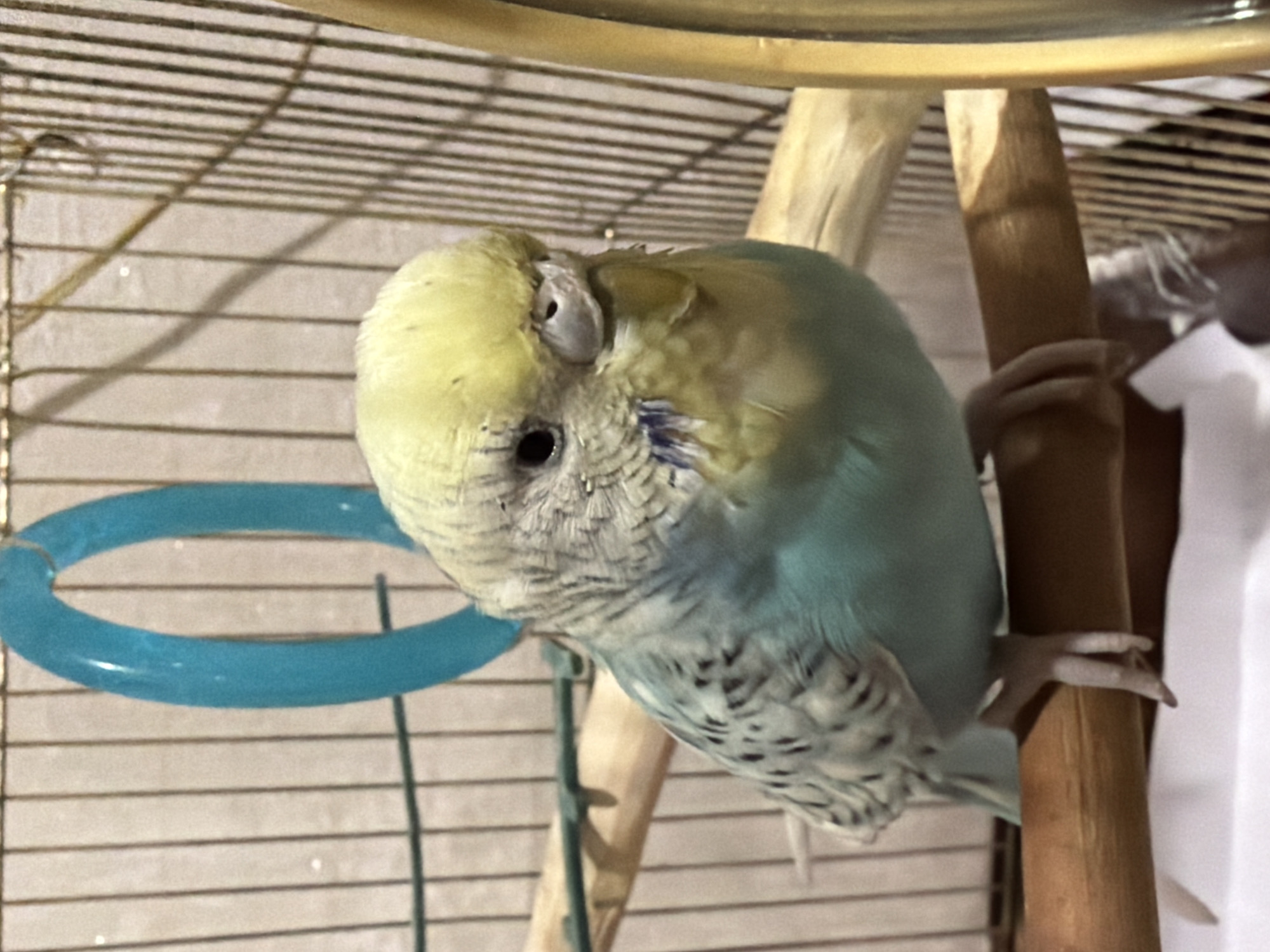 A budgie with a yellow head and pale blue and white body is perched on a wooden dowel inside a cage. The bird is facing forward, slightly to the right. A blue plastic ring toy is hanging above and behind the bird. The cage has vertical metal bars. The background is blurred, with vertical lines suggesting the cage structure. There is no indication of location within a city.