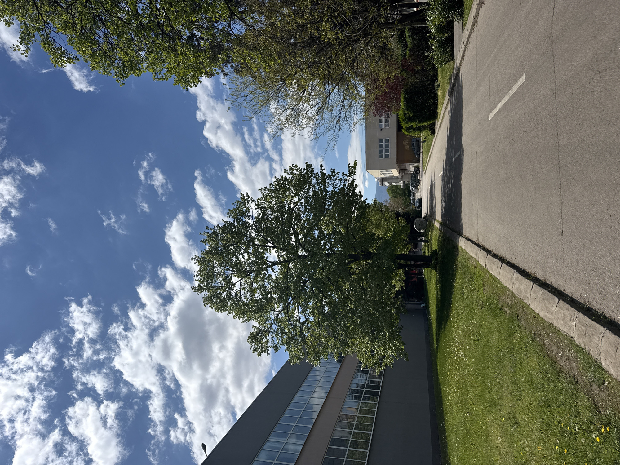 The image shows a street scene in Sofia, Bulgaria. The sky is blue with scattered white clouds. The sun is shining. On the right side of the image is a paved street with a single white lane marking. To the left of the street is a grassy area with some yellow dandelions and a concrete curb. A tall, grey building with reflective windows is partially visible along the bottom-left. A large tree stands between the building and the street. In the distance, on the right, a residential building can be seen.