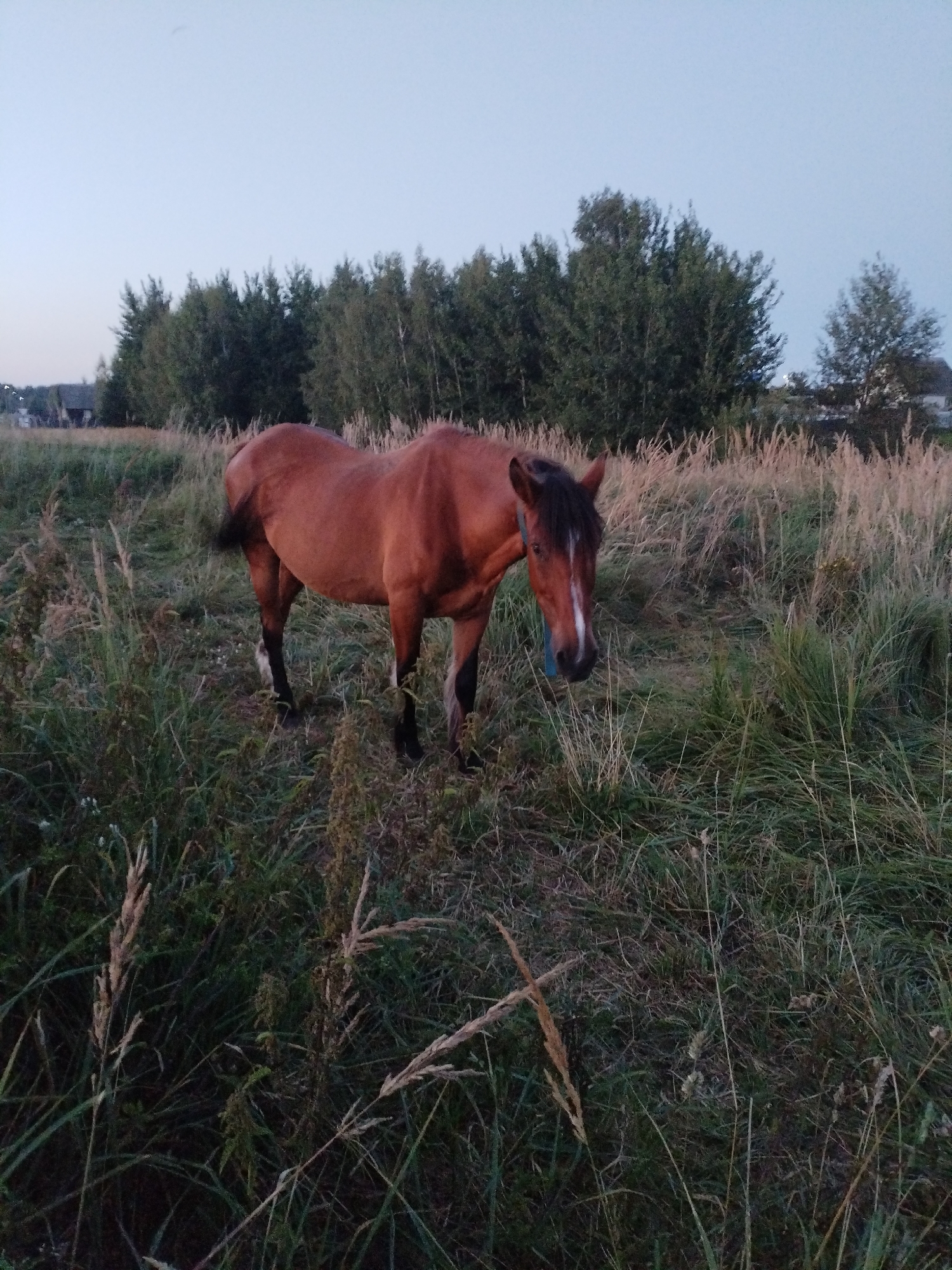 A bay horse stands in a grassy field in Bialynichy, Belarus. The horse is facing to the left, with its head lowered slightly and its mane visible. It is wearing a blue halter. The field is covered in tall grass and some bushes, and trees can be seen in the background. The sky is a pale blue, indicating it is either early morning or late evening. A few buildings are visible in the distance on the left side of the image.