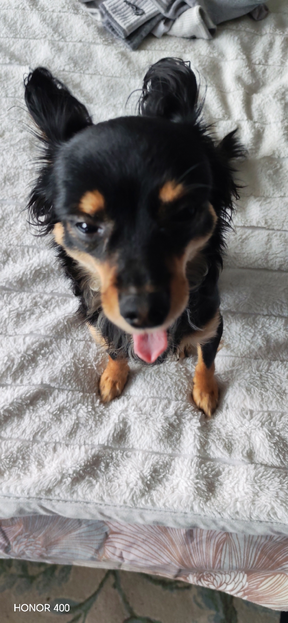 A small, black and tan Russian Toy Terrier sits on a white, textured blanket. The dog is panting, with its tongue protruding. Above the dog, on the blanket, are folded gray and white garments. The bottom edge of the blanket extends down to a patterned surface. The words "HONOR 400" are visible in the bottom left corner. The location in the city of Noviy, Russia is not discernible.