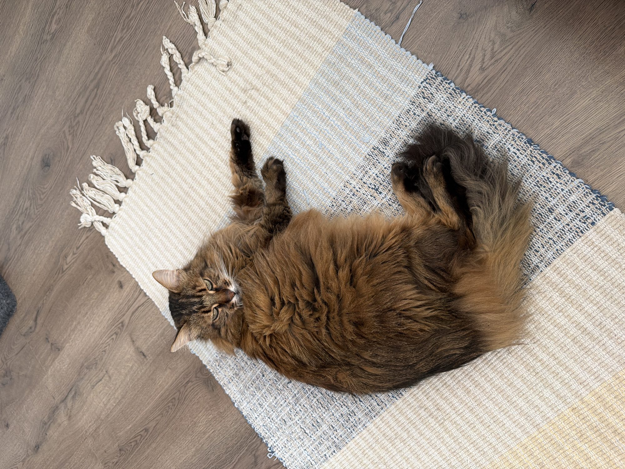 A long-haired brown tabby cat is lying on a woven rug on a wooden floor. The rug has a checkered pattern of beige and light blue stripes, with tasseled edges. The cat is curled up on its side, with its head resting on its paws. Its eyes are partially closed, and it appears to be relaxed. The wooden floor has a natural wood grain pattern. The scene is indoors, and there is no indication of the specific location within Kyiv, Ukraine.
