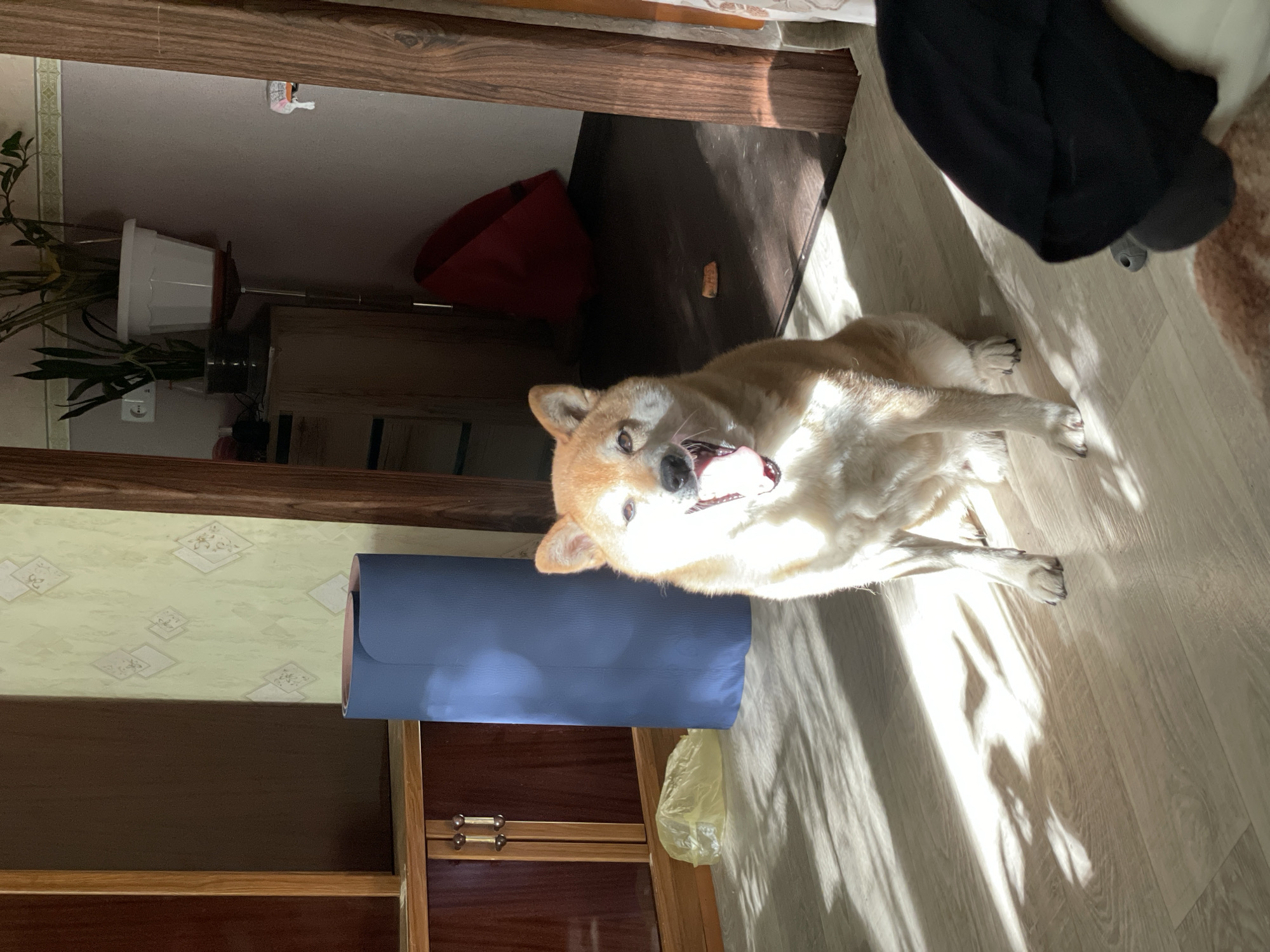 The image, taken in Zheleznogorsk, Russia, depicts an indoor scene with a Shiba Inu dog as the central subject. The dog, with light brown and cream fur, a white chest, and a visible pink tongue, is lying or sitting on a light-colored wooden floor. It is looking directly towards the camera with its mouth slightly open, appearing content or panting.
Strong, bright sunlight streams in from an unseen window to the left, casting distinct, elongated shadows across the floor and partially illuminating the dog. This suggests it is daytime, possibly morning or late afternoon.
The room features a warm, earthy palette with wooden furniture. In the background, there is a dark brown cabinet or shelf unit with two small, circular handles on one of its doors. Resting on a lower shelf of this unit is a rolled-up blue yoga mat. Near the cabinet, a light yellow plastic bag is visible on the floor. To the left, a potted plant with vibrant green leaves sits in a white pot, and a white electrical socket is visible on the wall. Further in the background, a red, cone-shaped object (possibly a pet cone or a decorative basket) is seen. The wall features a light green wallpaper with a repeating pattern of white or beige diamond shapes. A dark wooden beam or door frame runs along the top and left side of the frame. In the upper right corner, a dark, black fabric object is partially visible. No discernible text is visible in the image.