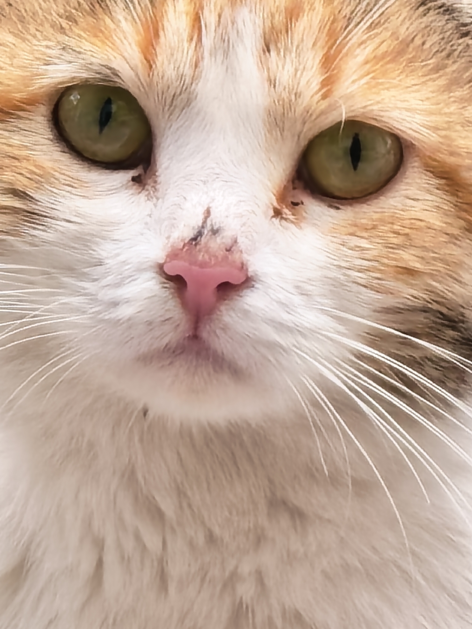 The image shows a close-up of a cat's face. The cat has white, orange, and brown fur. Its eyes are green. It has a pink nose. There are some dark spots on the nose and under the right eye. The whiskers are white.