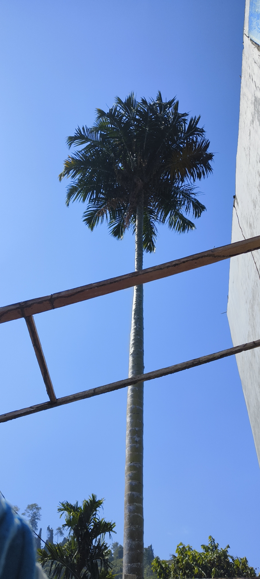 A tall, slender palm tree stands against a clear blue sky, its fronds forming a dense, dark green crown at the top. The trunk is segmented with horizontal lines and has a rough, textured surface. In the foreground, two weathered wooden beams are suspended horizontally, creating a partial frame. To the right, a portion of a textured, light-colored building wall is visible, with a blue trim along its upper edge. In the lower portion of the image, to the left of the palm tree, smaller palm trees and lush green foliage are present. The scene is outdoors, likely in a tropical or subtropical environment, given the vegetation and clear sky. The image appears to be taken from a low angle, looking upwards. The location is specified as Waisai, Indonesia.