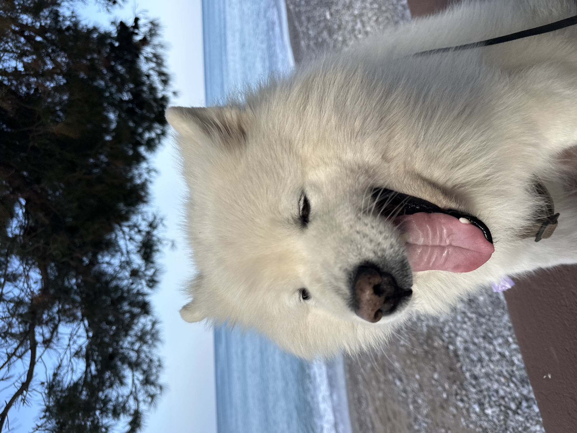 A white, fluffy dog, likely a Samoyed or similar breed, is prominently featured in a close-up, rotated ninety degrees counter-clockwise. The dog is positioned towards the center and right of the frame, with its head tilted. Its mouth is wide open, revealing its pink tongue, suggesting a yawn or pant. Its eyes are partially closed. A black leash or collar is visible on its neck.
The setting appears to be a coastal area. In the background, behind the dog, there is a calm body of water, likely the sea, under a light blue sky. A pebbly or rocky beach stretches along the water's edge. To the left of the image, a dark, dense coniferous tree (possibly a pine) stands against the sky, its branches filling the upper left quadrant.
The lighting indicates daytime and clear weather. The overall impression is one of a relaxed dog enjoying an outdoor moment by the sea. The location context provided is Šušanj, Montenegro, which aligns with the visual cues of a Mediterranean coastline. No text is visible in the image.
