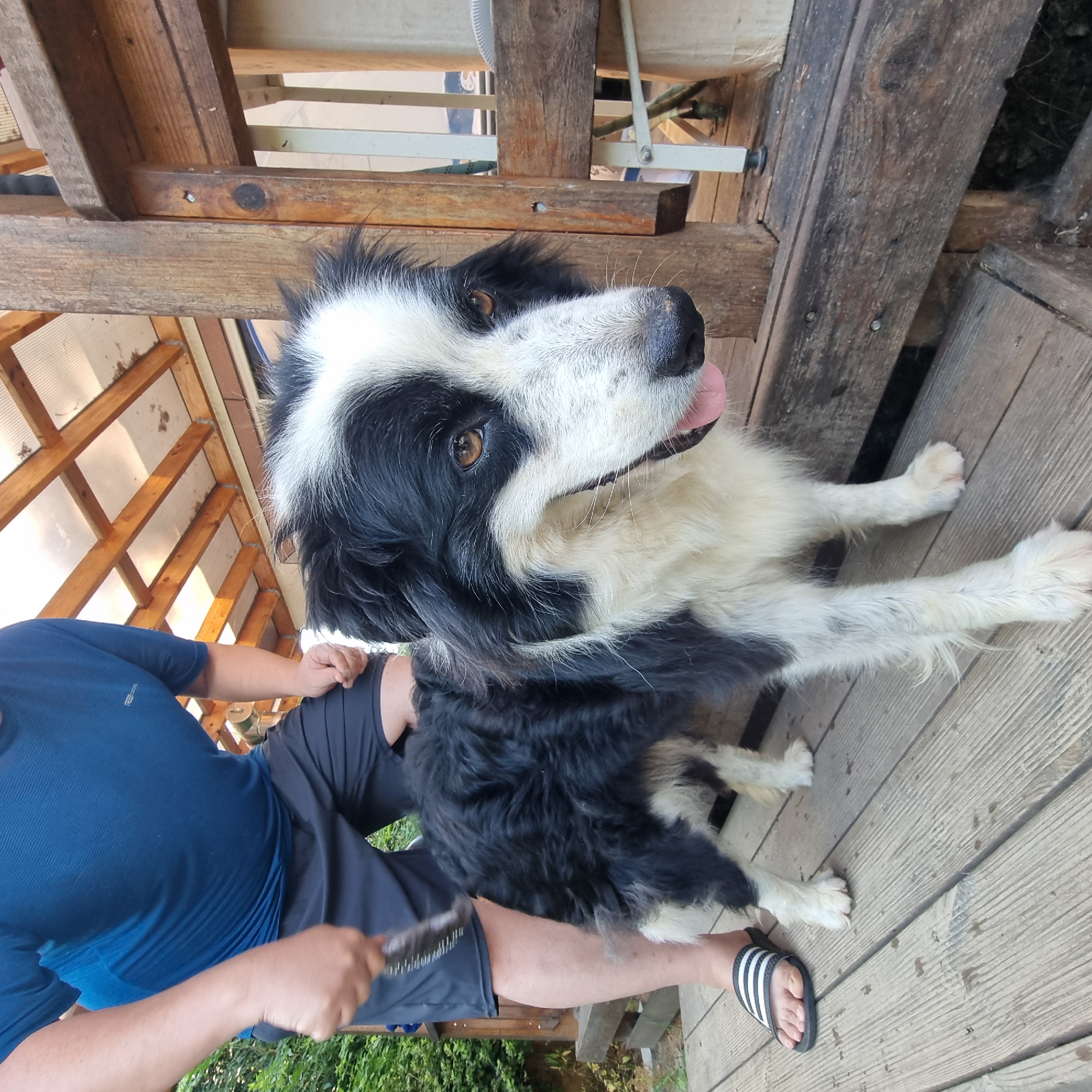 A person is brushing a black and white border collie on a wooden deck. The person is wearing a blue t-shirt and dark shorts. The dog is looking at the camera with its tongue out. The deck is made of weathered wood and has a wooden railing. There is some greenery visible in the background, suggesting an outdoor setting. The overall impression is a candid, everyday moment.