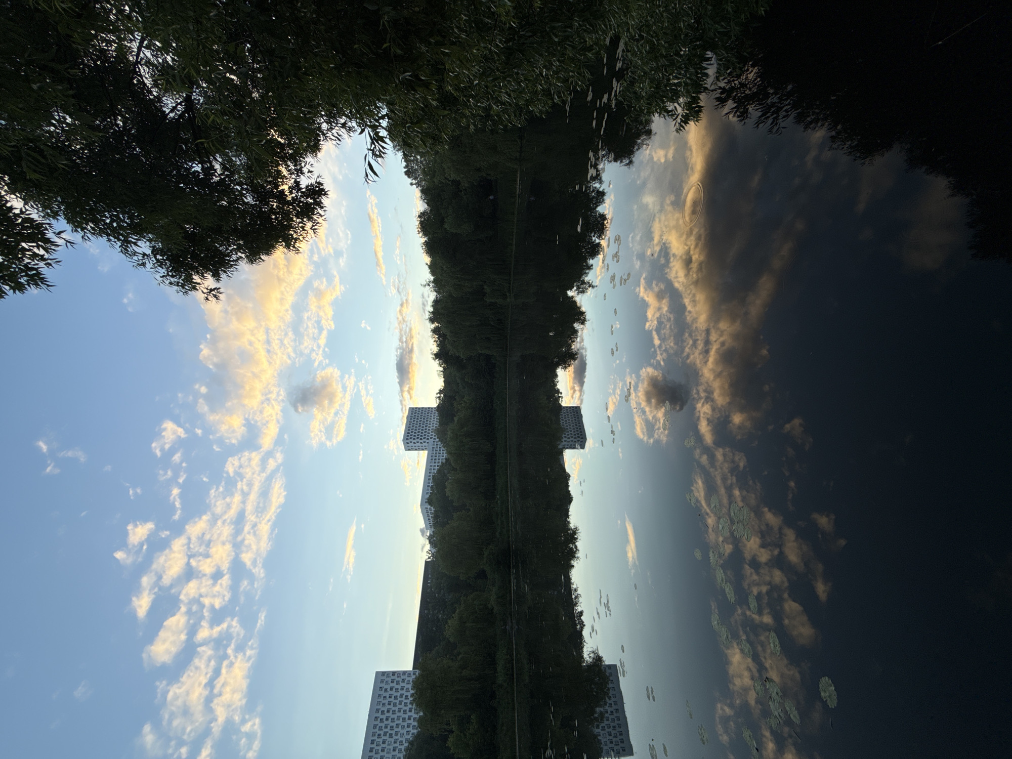The image depicts a tranquil natural scene in Moscow, Russia, likely during the early morning or late evening, given the soft lighting and the colors of the sky. A calm body of water dominates the foreground, reflecting the sky, clouds, and the surrounding environment. On the far side of the water, a line of lush green trees forms a dense barrier, with the tops of several modern, white, multi-story buildings peeking out above the tree line. These buildings are characterized by their grid-like patterns of windows. The sky above is a soft blue, streaked with wispy clouds tinged with yellow and orange hues, suggesting sunrise or sunset. The surface of the water is dotted with lily pads. The right side of the image is partially obscured by the dark foliage of a large tree, its leaves silhouetted against the sky.