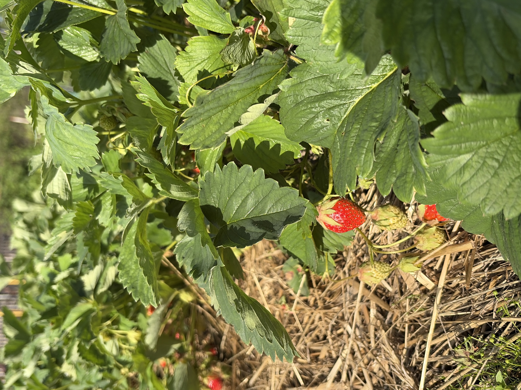 This is a close-up, eye-level, outdoor, full-frame photograph of a strawberry patch in the city of Novozavidovskiy, Russia. The scene is dominated by lush green strawberry leaves, with a few ripe red strawberries and some unripe green ones visible. The ground is covered with dry straw mulch. The lighting suggests it is a sunny day. There are no people or animals in the frame.