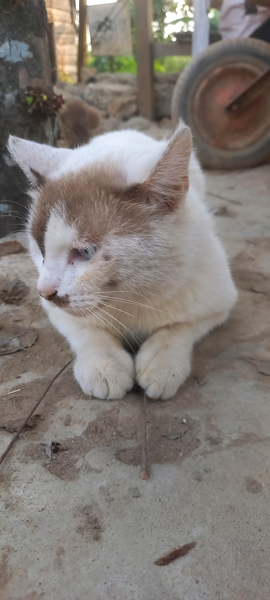 A domestic cat with white and brown fur, light blue eyes, and white paws is resting on a concrete surface outdoors. The cat is lying down with its paws tucked under its chest, facing to the left of the frame. The background is blurred but shows a wooden structure, foliage, and a red wheel, possibly from a cart or wheelbarrow. The environment suggests a rural or semi-rural setting, consistent with a location like Jongkang, Indonesia.