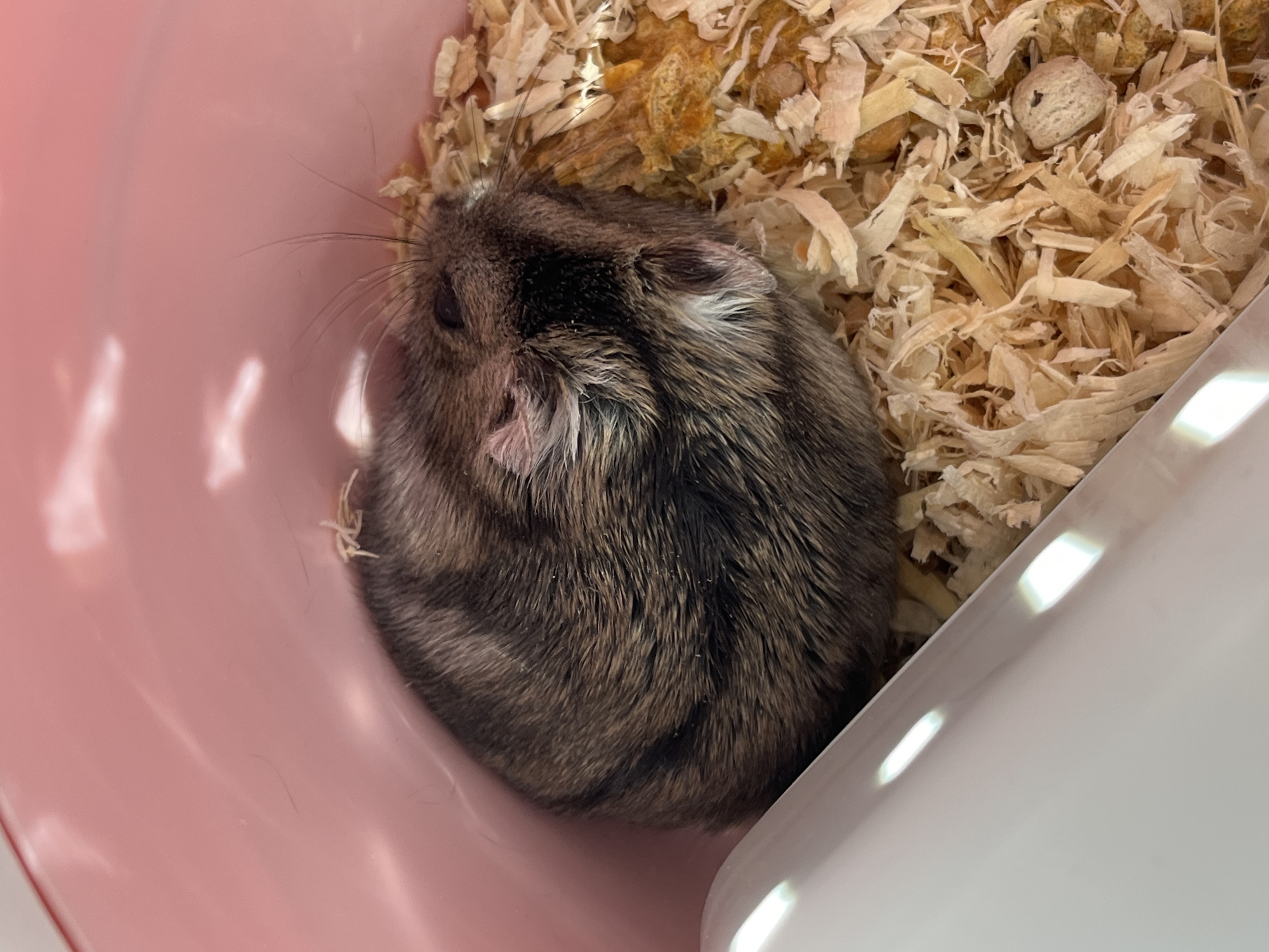 The image shows a close-up, top-down view of a dwarf hamster curled up in a pink and white enclosure filled with wood shavings. The hamster has grey and brown fur with dark stripes along its back. Its eyes are dark, and its whiskers are long and fine. The enclosure appears to be made of plastic, with the pink portion forming a curved wall. The wood shavings are light-colored and appear dry.
The hamster is the primary subject, appearing to be resting or sleeping. The lighting suggests an indoor setting, possibly during the day, as there are bright reflections on the plastic surfaces. No text is visible in the image. The scene is simple and focused on the hamster and its immediate surroundings. The overall impression is one of a pet in its habitat.