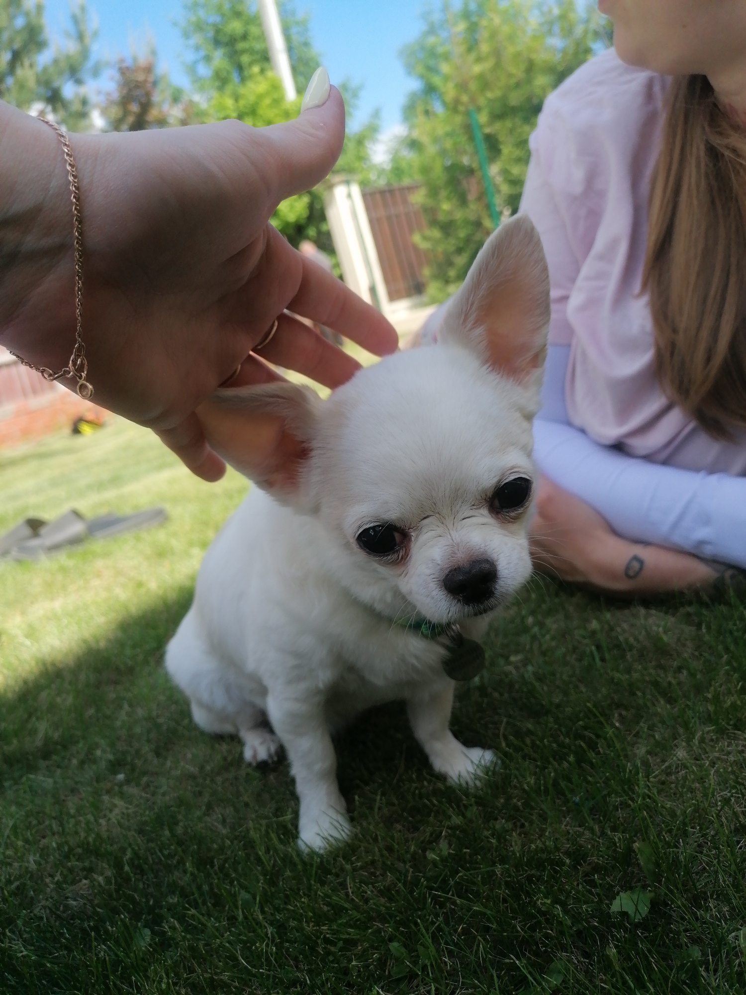 A medium shot depicts a small, white chihuahua dog sitting on green grass in an outdoor setting. The dog is facing forward with its ears perked up, and it is wearing a green collar with a dark tag. A person's hand with a gold bracelet and a long, painted fingernail is reaching down towards the dog's ear. Another person, wearing a light pink shirt and light blue pants, is seated cross-legged in the background, partially obscured. The environment includes green foliage, trees, a wooden fence, and a glimpse of a blue sky in the background, suggesting a backyard or garden setting.