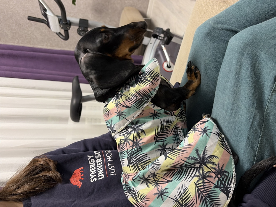 This indoor image, likely taken in a home in Stary Chultem, Russia, features a black and tan dachshund dog and a partially visible person. The dog is wearing a vibrant tropical-print shirt with palm trees and horizontal stripes in pastel pink, yellow, and light blue. It rests on or next to the person, looking intently upwards and to the right with an attentive expression. One of the dog's back paws is visible resting against a blue-green cushion or armrest.
The person, whose long brown hair and left arm are visible, is wearing a dark blue t-shirt. Printed on the t-shirt are the words "SYNERGY UNIVERSITY" next to a stylized red emblem. Below this, the text "JUST MOR..." is partially visible. In the background, an exercise bike can be seen, suggesting the setting is a personal living space. The ambient lighting indicates it is daytime. The dog appears calm and curious.
