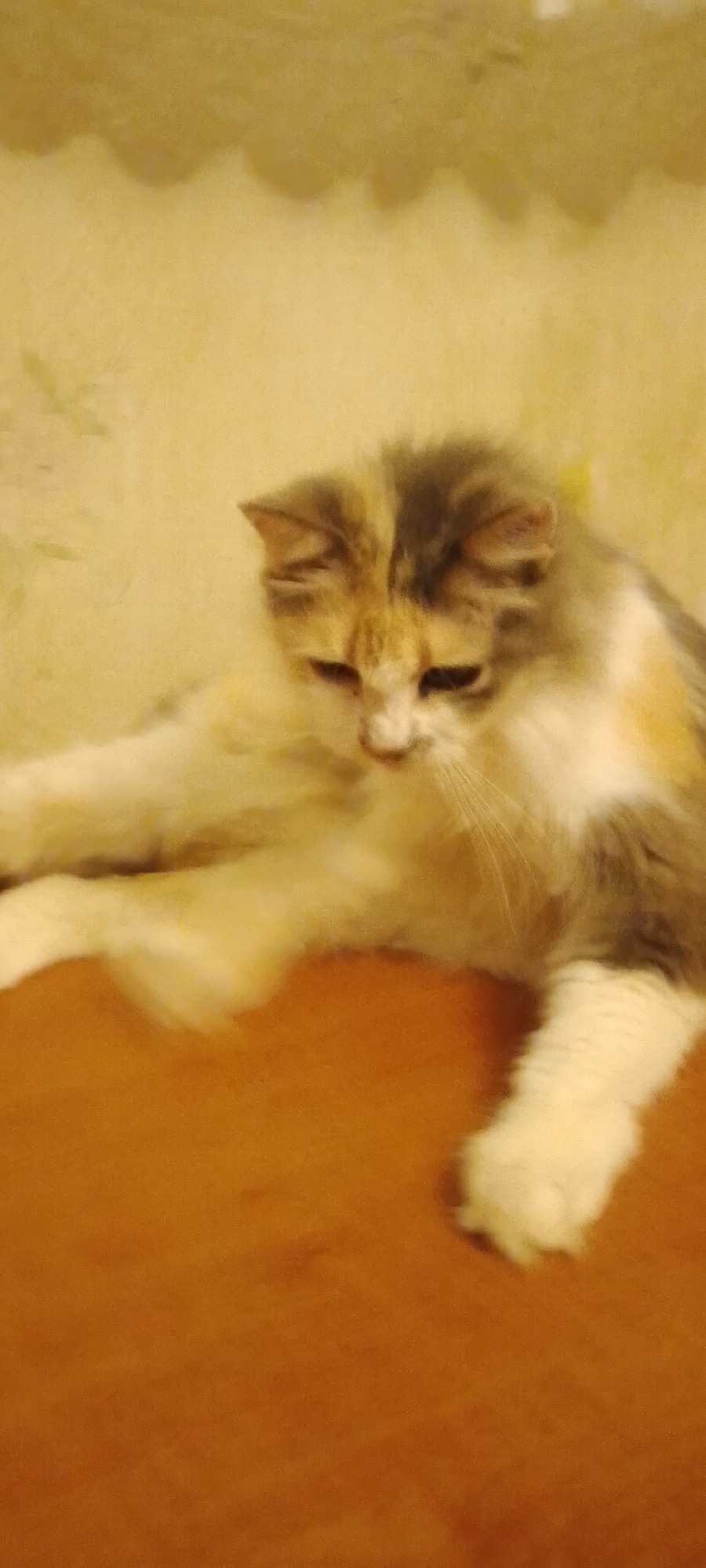 The image shows a calico cat with fluffy fur, lying on an orange surface. The cat has patches of white, grey, and orange fur. Its eyes are closed, and it appears to be resting. The background is a light yellow wall with an irregular pattern. The scene is indoors, with soft lighting. No specific location in Belgorod, Russia is identifiable.