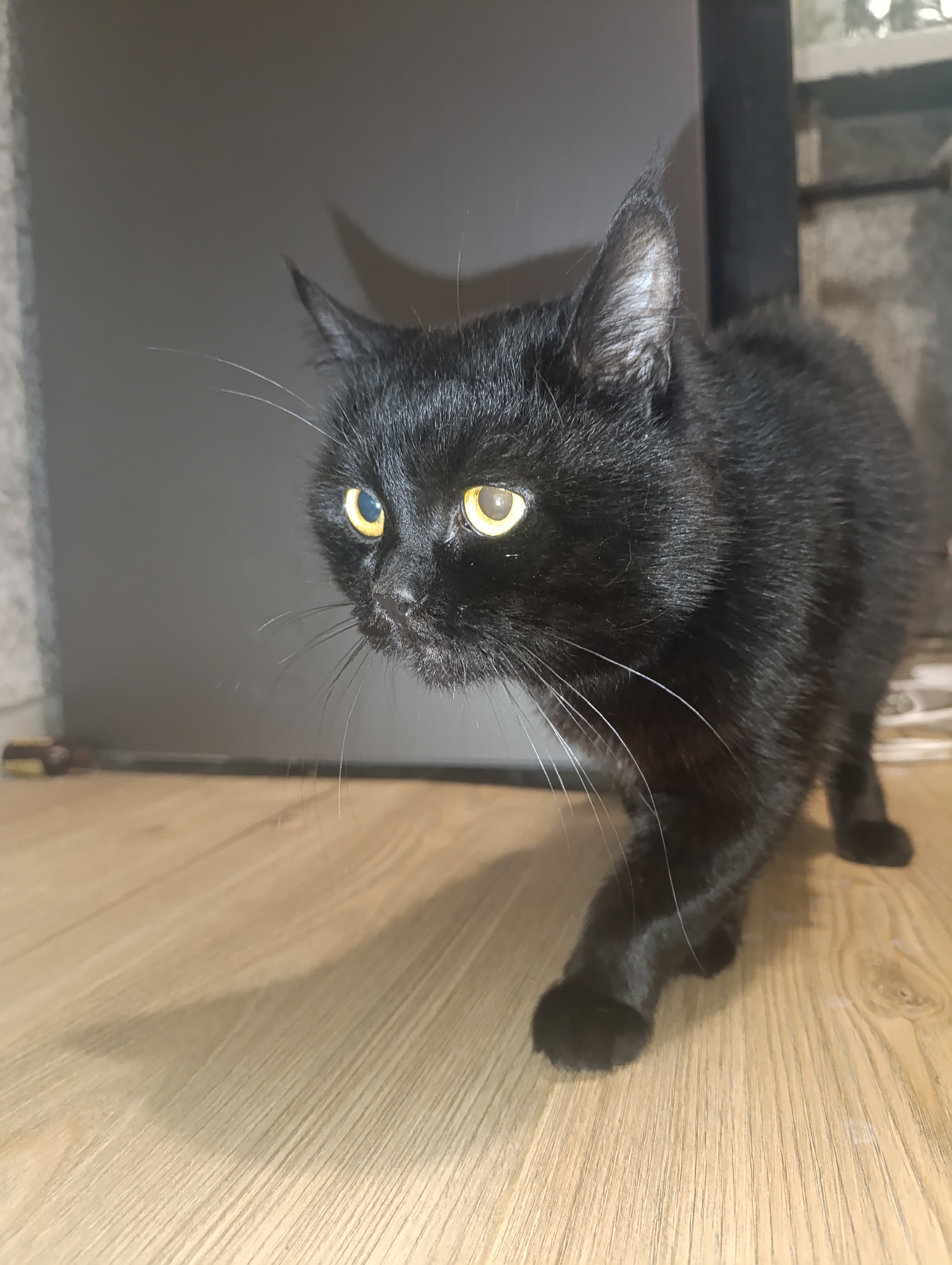 A black cat with yellow eyes is walking on a wooden floor. The cat is in profile, facing left, and its body is partially obscured by the frame. The background is dark and blurry, with some indistinct shapes that suggest an indoor environment. There are no people visible in the image. The lighting is dim, casting shadows on the floor. No specific location in Zlatopil, Ukraine is identifiable from the image.
