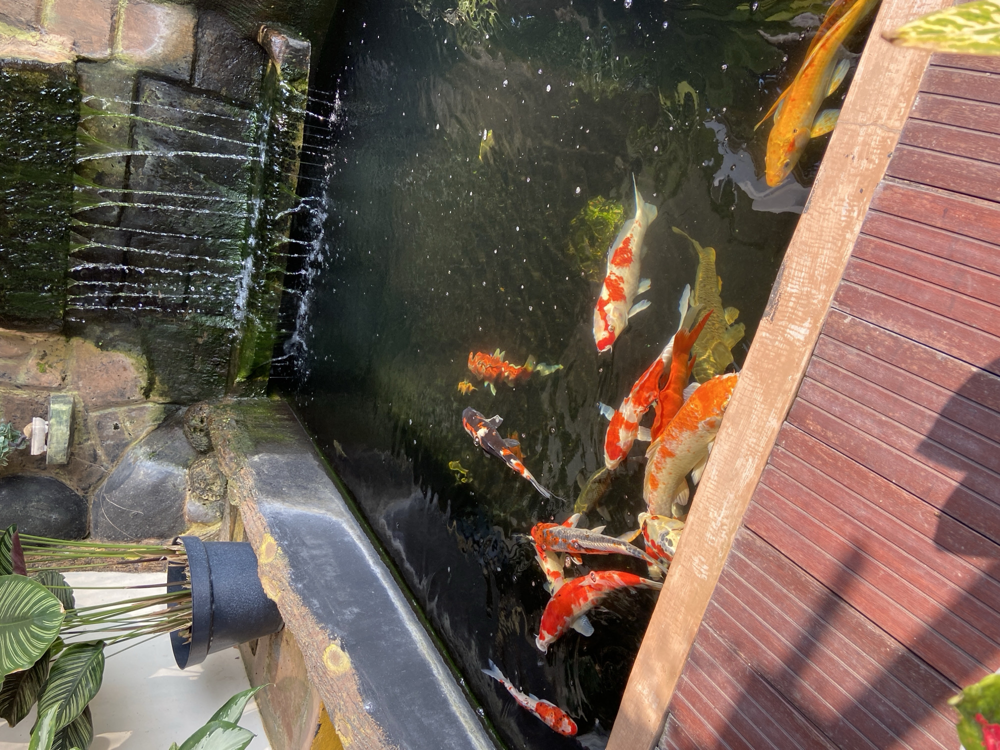 This image depicts a tranquil koi pond with a small waterfall in the background. The pond is filled with several vibrant koi fish, including orange, white, and black varieties. The water is dark and reflects the sunlight, creating dappled patterns on the surface. A wooden deck surrounds the pond, with some plants in pots visible to the left. The waterfall cascades down a stone wall covered in moss, adding to the natural ambiance of the scene. The location is identified as Margorejo, Indonesia.