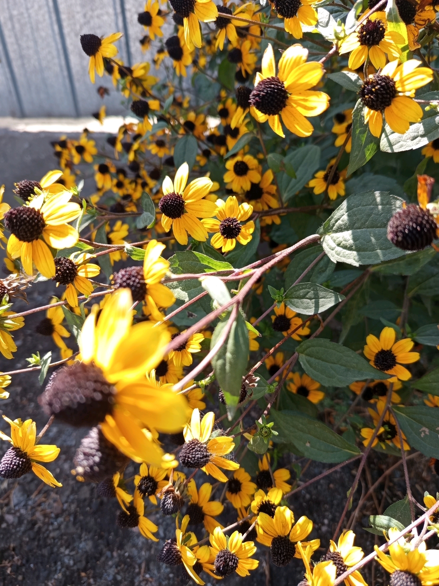 A close-up, overhead shot captures a dense cluster of blooming black-eyed Susans. The flowers, predominantly yellow with dark brown centers, are in various stages of bloom and decay. Some petals are fully open and vibrant, while others are wilted or missing. The stems are thin and reddish-brown, with green leaves interspersed throughout. The background is a blur of more foliage and a gray, corrugated metal surface. The image is taken in Almaty, Kazakhstan, likely in a garden or park setting. There are no people or animals present.