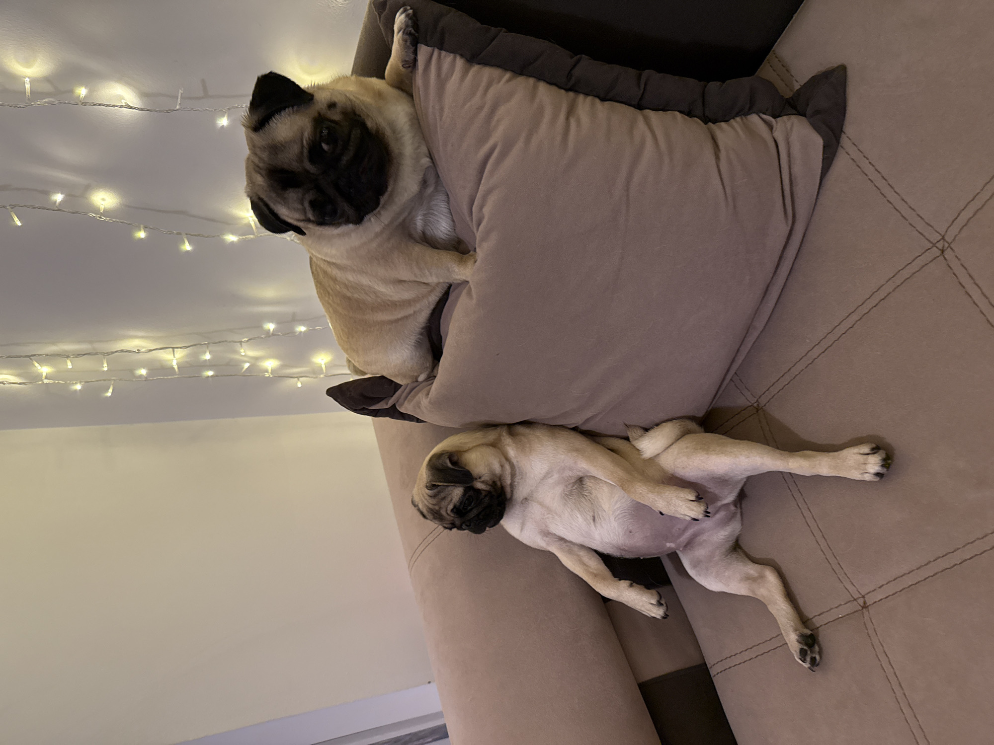 Two pugs are relaxing on a sectional couch. The pug on the left is sitting upright with its legs extended and its arms resting on its lap. The pug on the right is lying down on a large pillow, facing forward. Both pugs are fawn-colored with black masks. The couch is a light brown color, and the background features a wall with string lights. The lighting is dim, creating a cozy atmosphere.