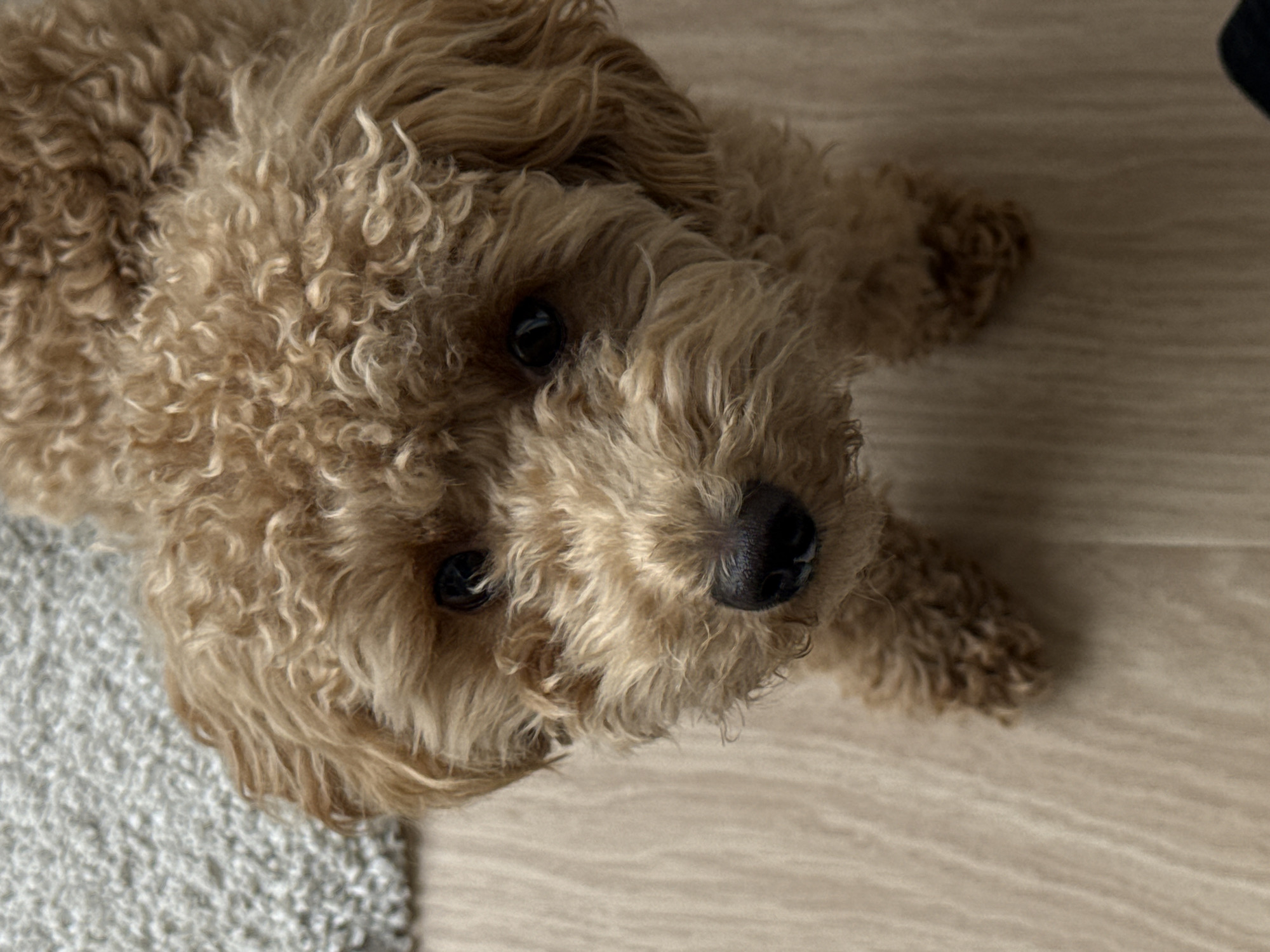 A light brown poodle-mix dog is shown in a close-up, high-angle shot. The dog's fur is curly and appears somewhat tousled. Its dark eyes are looking directly at the camera, and its black nose is prominent. The dog is positioned on a light-colored wooden floor, with a small portion of a grey textured rug visible in the upper left corner of the frame. The image does not contain any recognizable landmarks or details that would indicate its location within Pervomaysky, Russia.