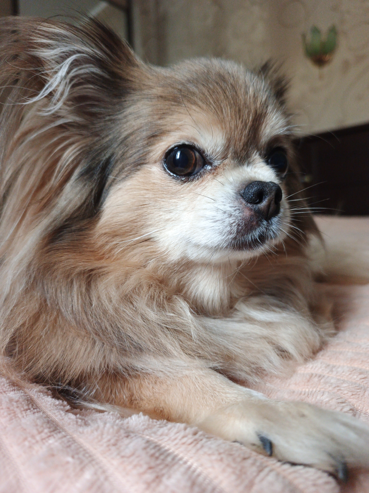 A long-haired Chihuahua dog, with light brown and white fur, lies on a peach-colored textured blanket. The dog's large, dark eyes are looking to the right of the frame. Its nose is black and moist, with fine white whiskers extending outwards. The background is blurred, showing a wall with a muted brown and beige pattern and a hint of a dark object, possibly furniture. A small, blurry green object, possibly a decorative item or plant, is visible on the wall in the upper right quadrant. The lighting appears to be natural or soft artificial light, creating subtle shadows. The image is a close-up shot focusing on the dog's face and upper body. No specific location in Zlatoust, Russia, is identifiable from the provided image.
