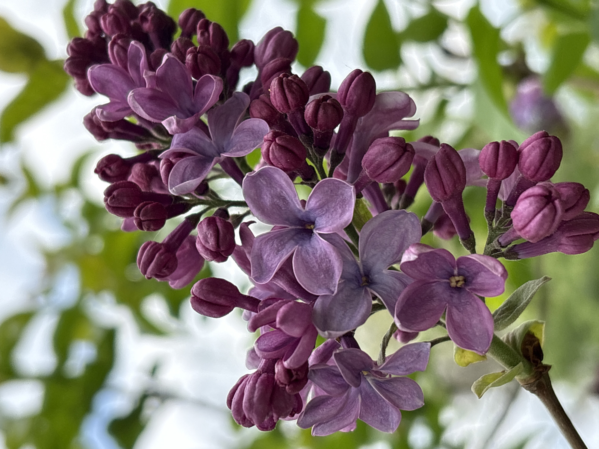 A vibrant close-up captures a cluster of purple lilac flowers and buds, likely taken in Gelendzhik, Russia. The image prominently features a branch adorned with numerous blossoms and un-opened buds, showcasing various stages of the plant's bloom. Several delicate, four-petaled flowers are fully open, revealing faint yellow stamens at their centers, while others remain as plump, deep violet buds, tightly closed and hinting at future blossoms. The flowers display a spectrum of purple and lavender hues.
The soft, natural lighting suggests a clear daytime setting, with no harsh shadows visible on the intricate floral structures. The background is intentionally blurred into diffuse areas of green foliage and bright, indistinct lighter shapes, creating a shallow depth of field that emphasizes the intricate details and rich hues of the flowers. There are no people, identifiable objects other than the flowers and plant stems, or visible text in the media file. The scene evokes a sense of natural beauty and tranquility, characteristic of springtime flora.