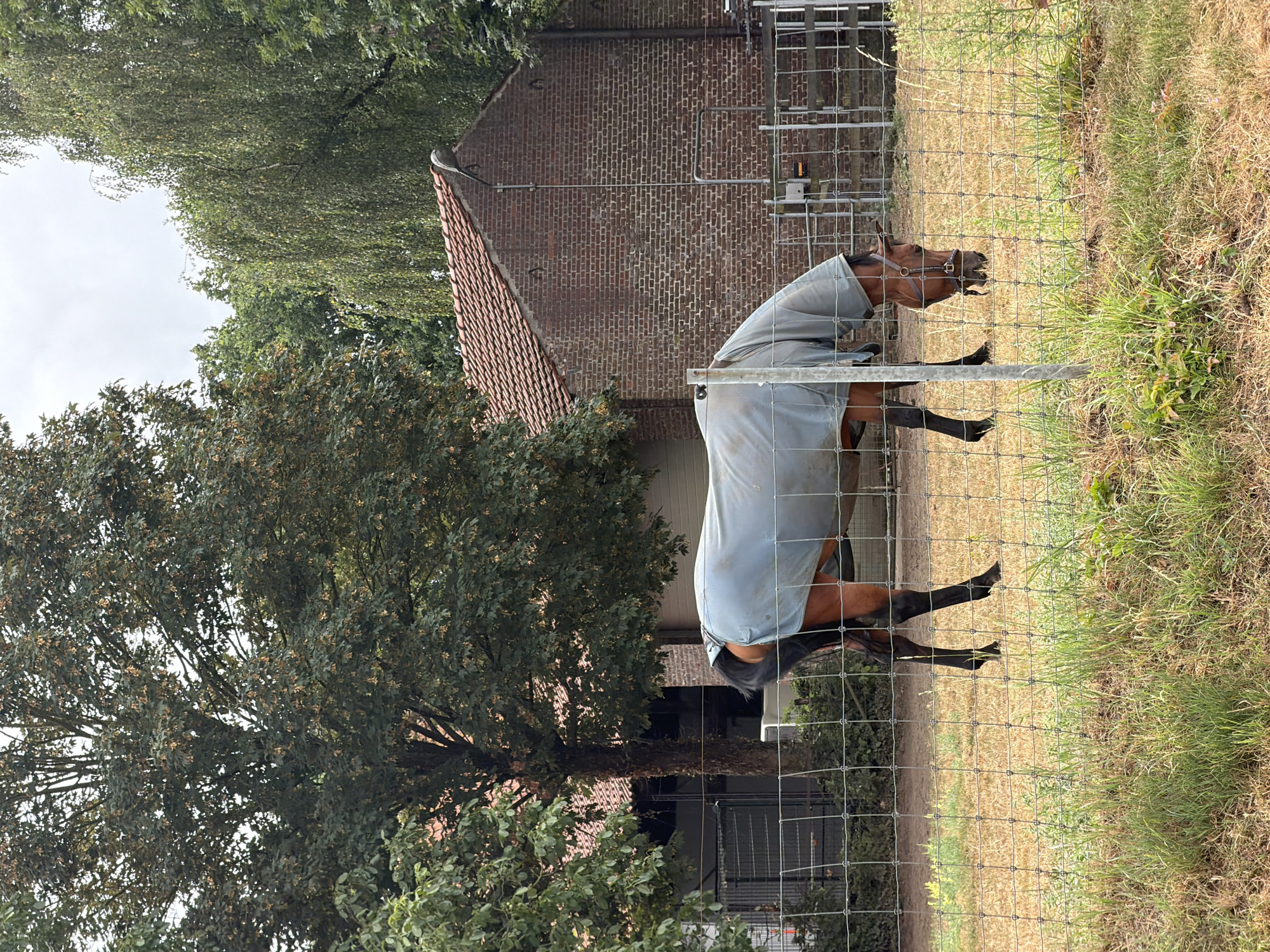 A brown horse wearing a light blue blanket grazes in a dry, grassy field. The horse is positioned in the center of the frame, facing towards the right and slightly downwards as it eats. Behind the horse, a wire fence separates the field from a brick building with a red tiled roof. Several trees with green foliage are visible behind the building and to the left and right of the frame. The sky is overcast. The scene appears to be a rural or semi-rural setting, possibly a farm or stable.