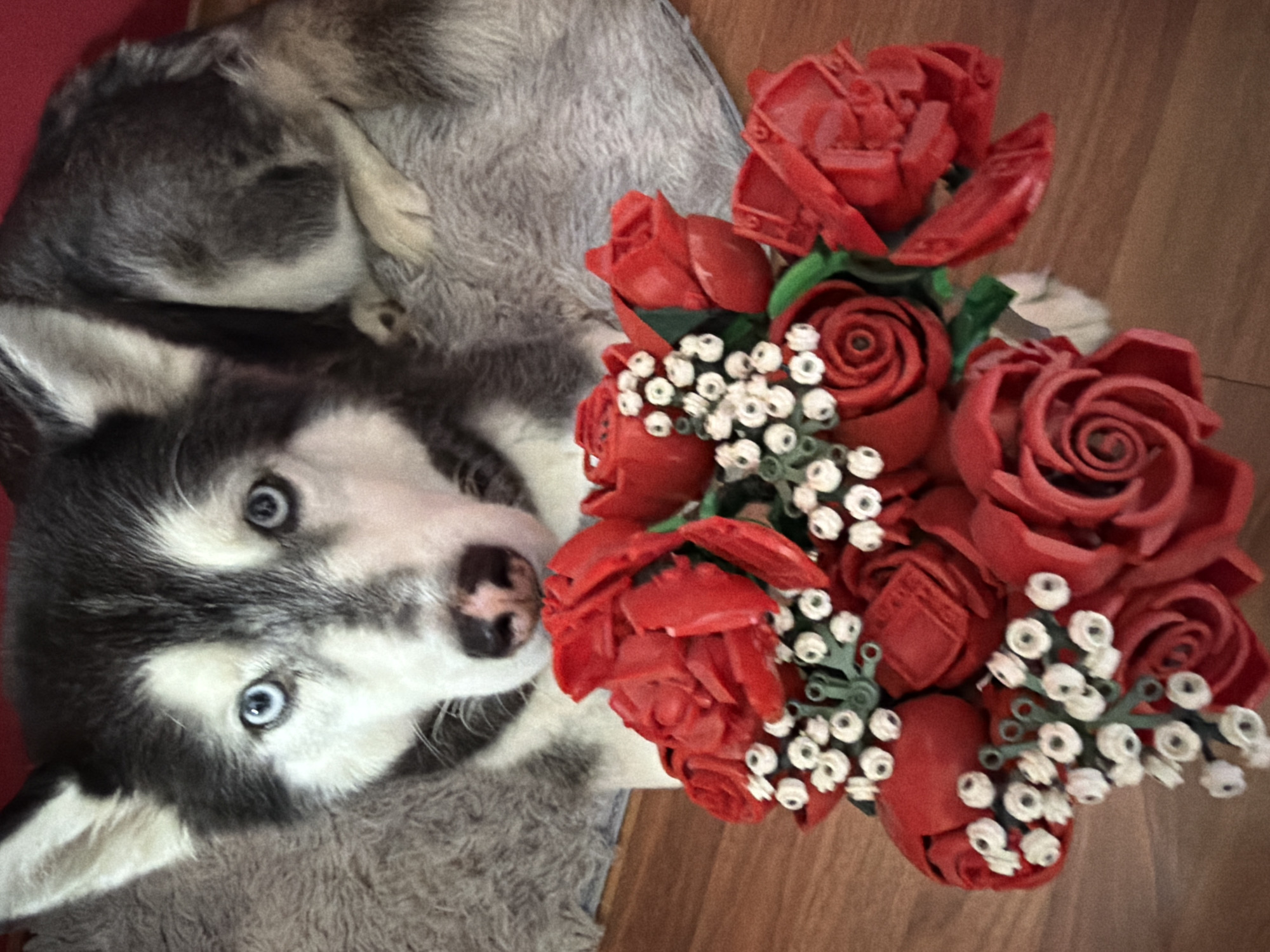 An overhead shot captures a black and white husky dog resting on a soft, grey textured surface, looking directly at the viewer with piercing blue eyes. Its face, with a black nose and alert expression, is positioned in the lower-left corner of the frame.
To the right of the dog lies a bouquet of artificial red roses. These roses have distinct, uniformly shaped petals, suggesting they are made from a material like soap or polymer clay. Interspersed among the red roses are small clusters of white, circular flower-like elements attached to green stems.
The background on the right features a warm, reddish-brown wooden floor, while the left side and beneath the dog show a soft, grey and white blanket or rug, and a hint of a red surface, possibly part of a cushion or bed. The scene is indoors, creating a serene and domestic atmosphere. The dog appears calm and observant. There is no discernible text within the image. This media file originates from Plovdiv, Bulgaria.