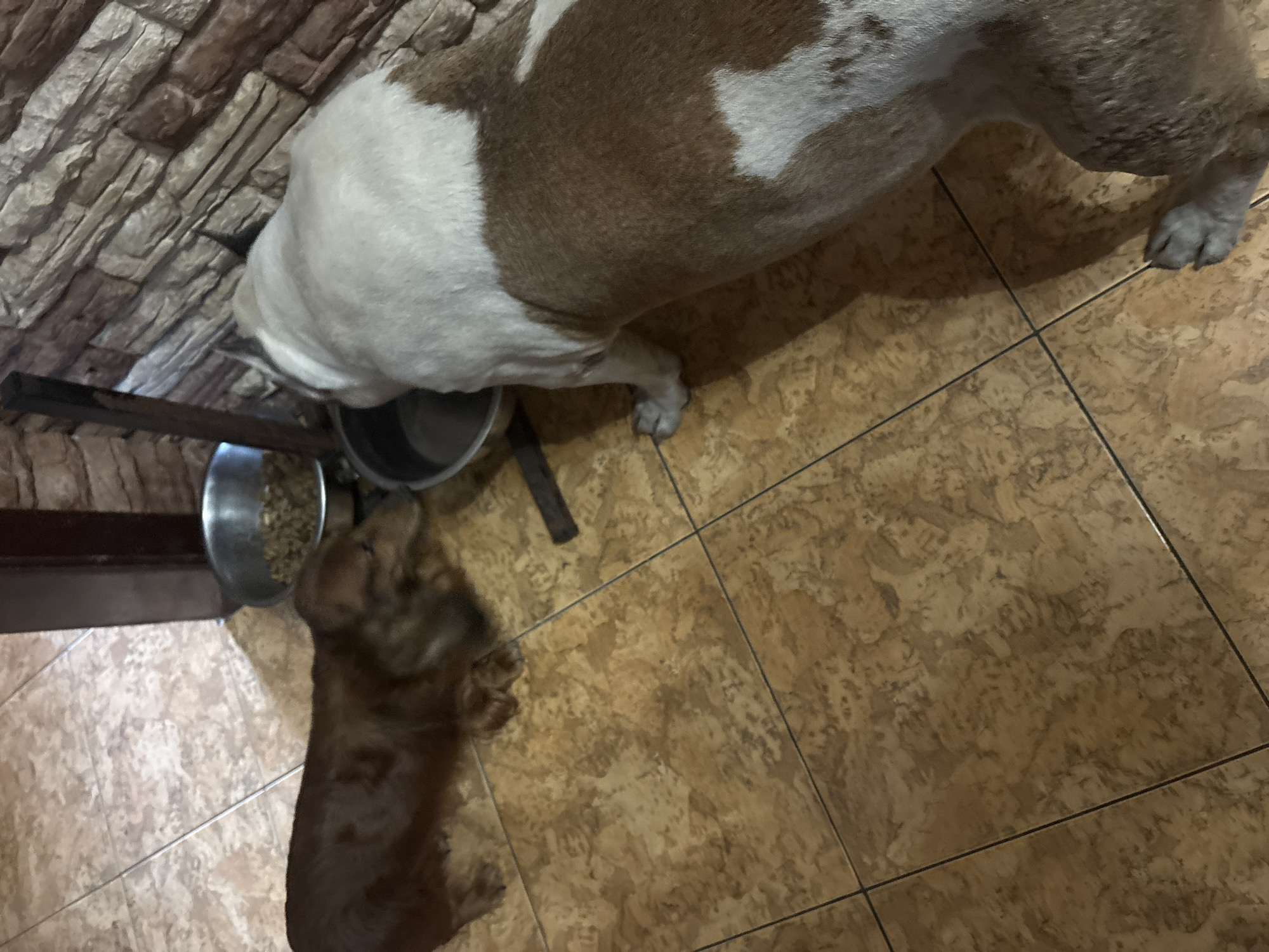 Two dogs are seen indoors, likely in a kitchen or utility area in Krasnoyarsk, Russia. The scene is captured from a high-angle perspective looking down.
The main subjects are a large, stocky dog with brown and white fur, and a smaller, solid brown dog. The larger dog is positioned to the left, with its head dipped into an elevated metallic food bowl, actively eating dry kibble. Its body shows patches of white and brown fur. The smaller brown dog stands on the tiled floor to the right of the larger dog, near its own metallic food bowl which also contains kibble. It appears to be looking towards the larger dog's bowl, patiently observing or waiting.
The setting features a light brown and beige tiled floor with dark grout lines, and a wall adorned with a textured, brick-patterned material in shades of brown and grey. A simple dark-colored stand supports the larger dog's food bowl. The lighting is ambient, indicating an indoor environment, possibly with artificial light or indirect natural light, casting subtle shadows on the floor. There is no visible text in the image.