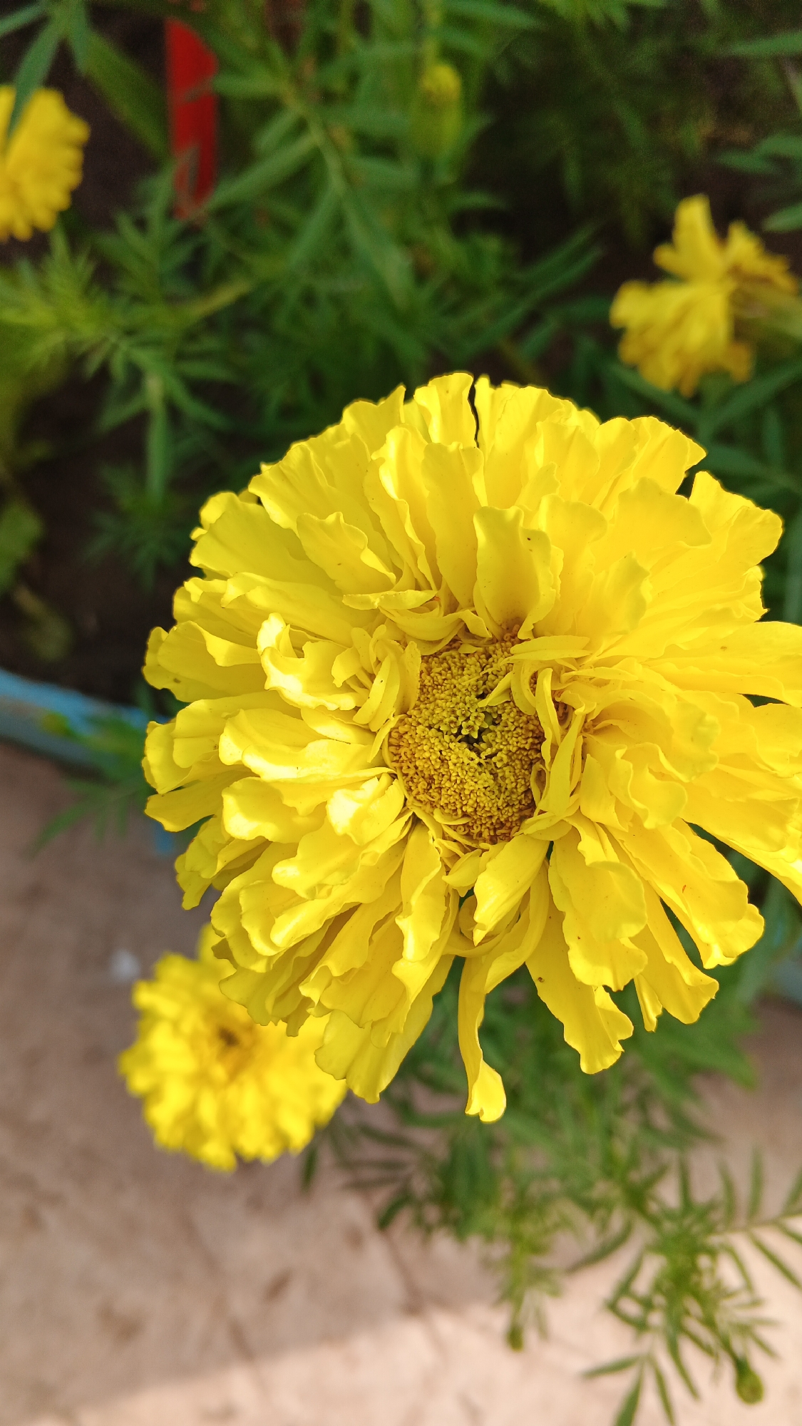 The image shows a close-up, eye-level view of a bright yellow marigold flower in full bloom. The flower's petals are densely layered and ruffled, with a textured, almost fluffy appearance. The center of the flower features a cluster of small, yellow florets. The background is softly blurred, with green foliage and hints of other yellow flowers visible. The ground beneath the flower appears to be a mix of light brown soil and possibly concrete. The lighting suggests it is daytime, with shadows indicating the sun's position. The image does not contain any information about the city of Подгорное, Russia, nor does it depict any people, actions, or interactions.