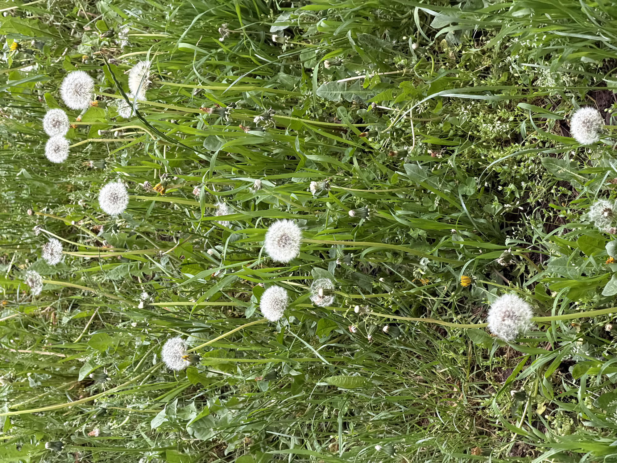 The image shows a patch of grass with several dandelions gone to seed. The dandelion seed heads are white and spherical, scattered throughout the green grass. Other weeds and plants are also present in the grass. It's impossible to tell if the scene is in Sofia, Bulgaria, as there are no contextual clues to identify the location. No people or animals are visible.