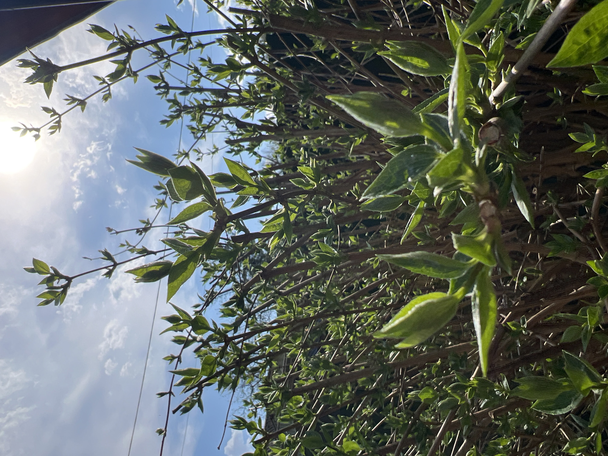 The image shows a close-up view of a hedge with new green leaves emerging on brown branches against a blue sky with clouds. The sun is visible in the upper left corner, creating a bright glare. The location is likely in a garden or residential area, possibly in the vicinity of Ильинская Поляна Снт, Russia, given the presence of a hedge. There are no people visible in the image. The focus is on the botanical details of the hedge and the sky.