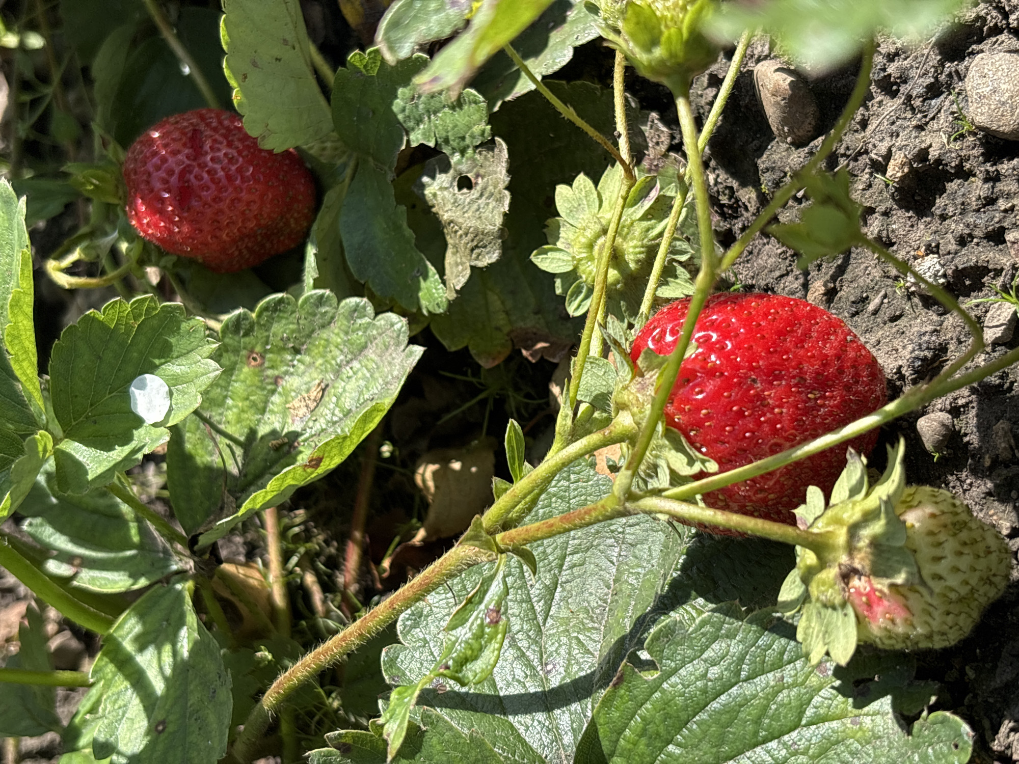 In a garden located in the city of Kordovo, Russia, strawberries are growing on a plant. There are at least three strawberries visible in various stages of ripeness. One ripe, red strawberry is prominently featured in the lower center of the frame, with another ripe red strawberry slightly higher and to the right. A less ripe, greenish-white strawberry is situated in the lower left corner. The plants have green leaves and thin, hairy stems. The ground beneath the plants consists of dark soil with small stones. Sunlight illuminates the scene, casting shadows on the leaves. The image appears to be a close-up shot, focusing on the strawberry plants.