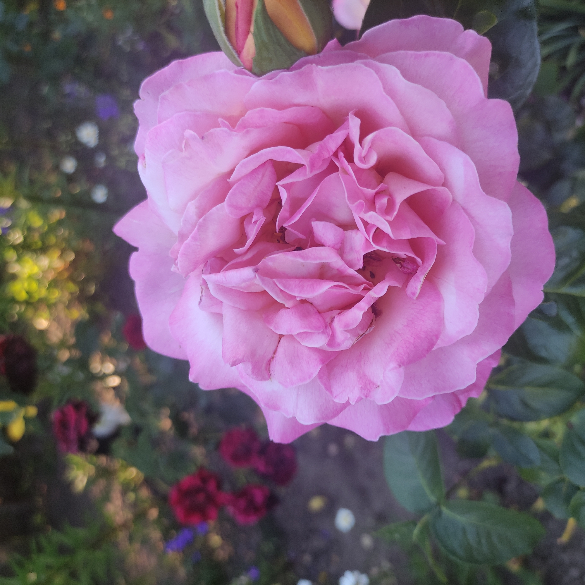 This is a close-up, top-down photograph of a blooming pink rose, positioned slightly off-center to the right. The rose is full and multilayered, with delicate, ruffled petals in varying shades of pink, transitioning from a deeper hue at the center to a lighter, almost white shade at the outer edges. A partially opened rosebud, with green sepals and pink inner petals, peeks out from behind the upper left side of the main bloom.
The background is a soft-focus garden scene. To the left, out-of-focus bokeh lights in yellow and white suggest sunlight filtering through foliage. Other blurry flowers in dark red, purple, and white are scattered throughout the background, along with hints of green leaves and darker foliage. The overall impression of the background is one of a vibrant, perhaps overgrown, garden.
The lighting appears natural, possibly indicating daylight, with the sun creating highlights on the rose petals and the bokeh effects in the background. The mood is serene and natural, highlighting the beauty of the rose and its garden setting. There is no visible text in the image. The location context of Kobeliaky, Ukraine, suggests a domestic or public garden setting. The image captures a moment of natural beauty in a garden.