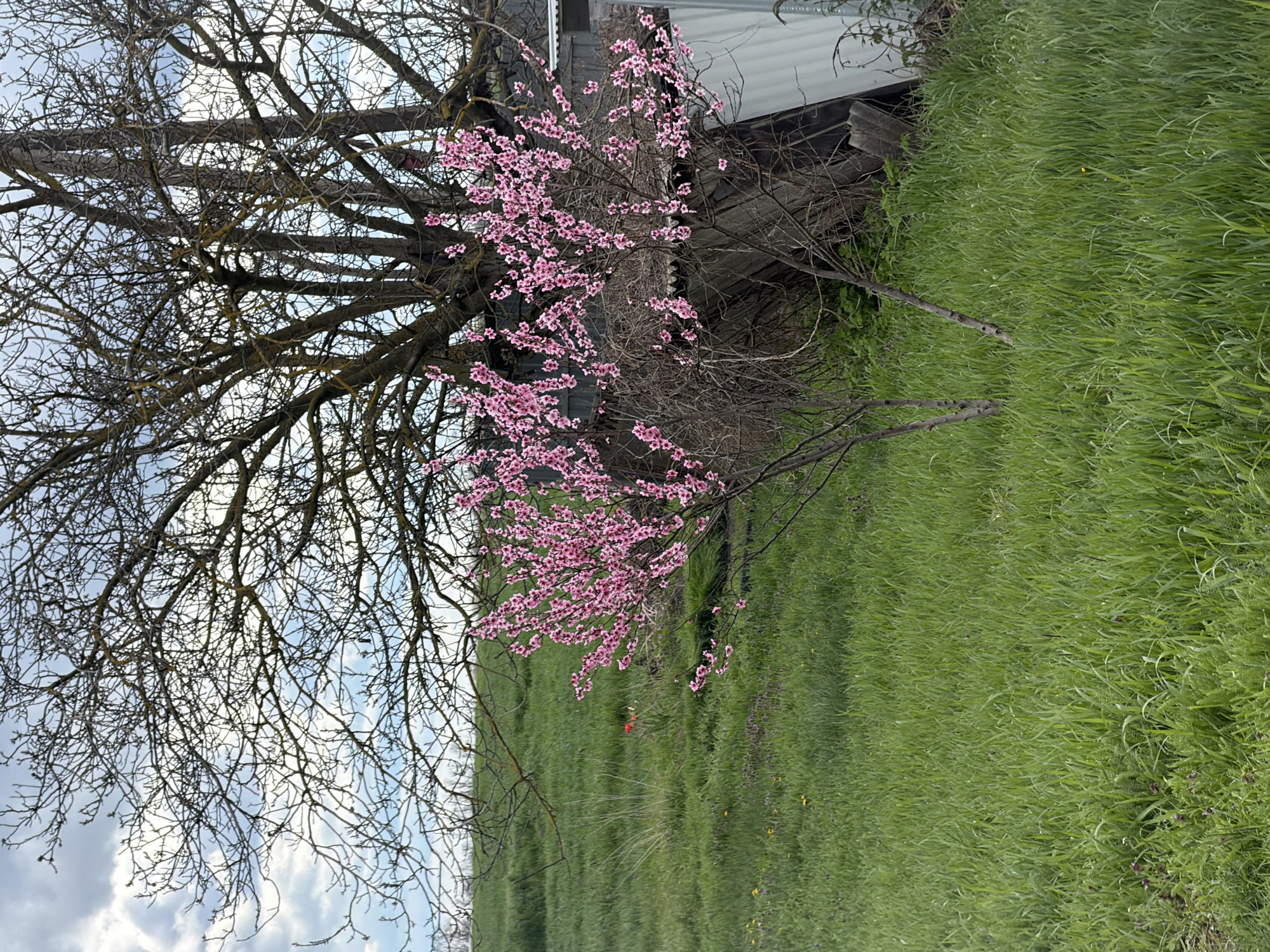 A landscape featuring a large tree with bare branches in the upper left, transitioning into a smaller tree adorned with pink blossoms. Green grass covers the ground. A building structure is visible behind the smaller tree, on the right side. The sky is partially visible through the bare branches. There is no visible evidence to suggest this scene is located in Komsomolskiy, Russia.