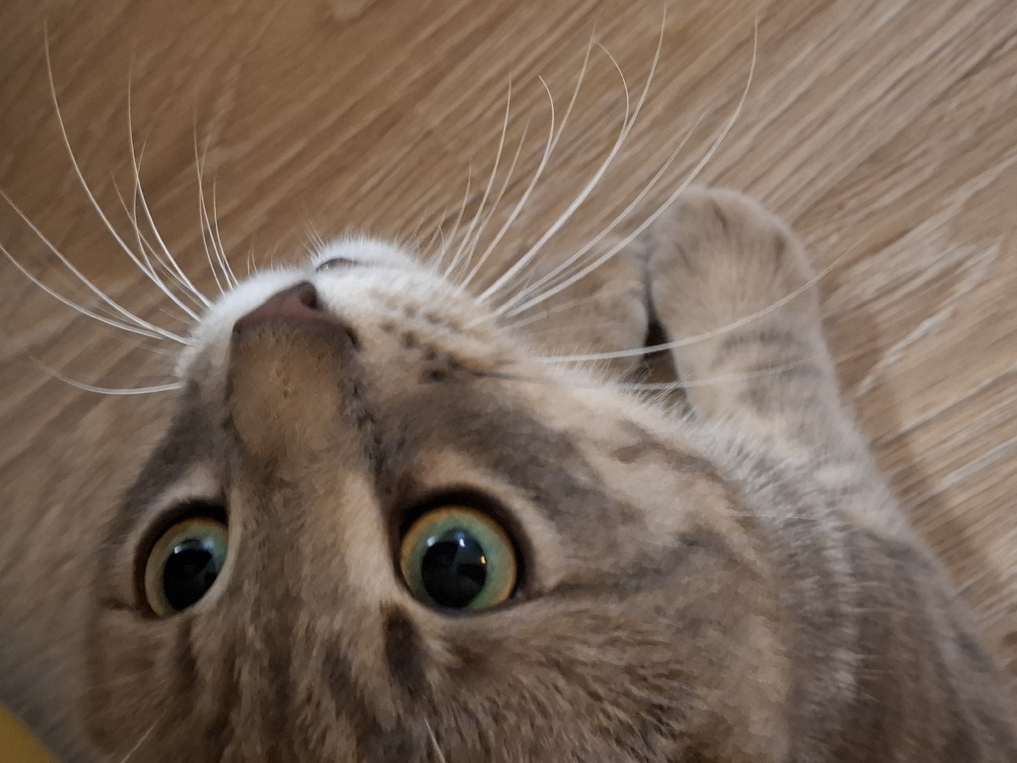 This is a close-up, head-and-shoulders shot of a cat lying on a wooden floor. The cat is facing to the right, with its head tilted upwards and slightly to the left. The cat's fur is a mix of grey and brown tabby markings. Its eyes are large and green, with black pupils that reflect the light. The cat's nose is a dark pink color, and its whiskers are long and white. The cat's right paw is visible, resting on the floor. The wooden floor has a light brown color and a visible grain pattern. The image is taken from a low angle, looking up at the cat. The background is out of focus, emphasizing the cat's face. There is no discernible indication of the location being Zemun Urban Municipality, Serbia, or any other specific geographical location.