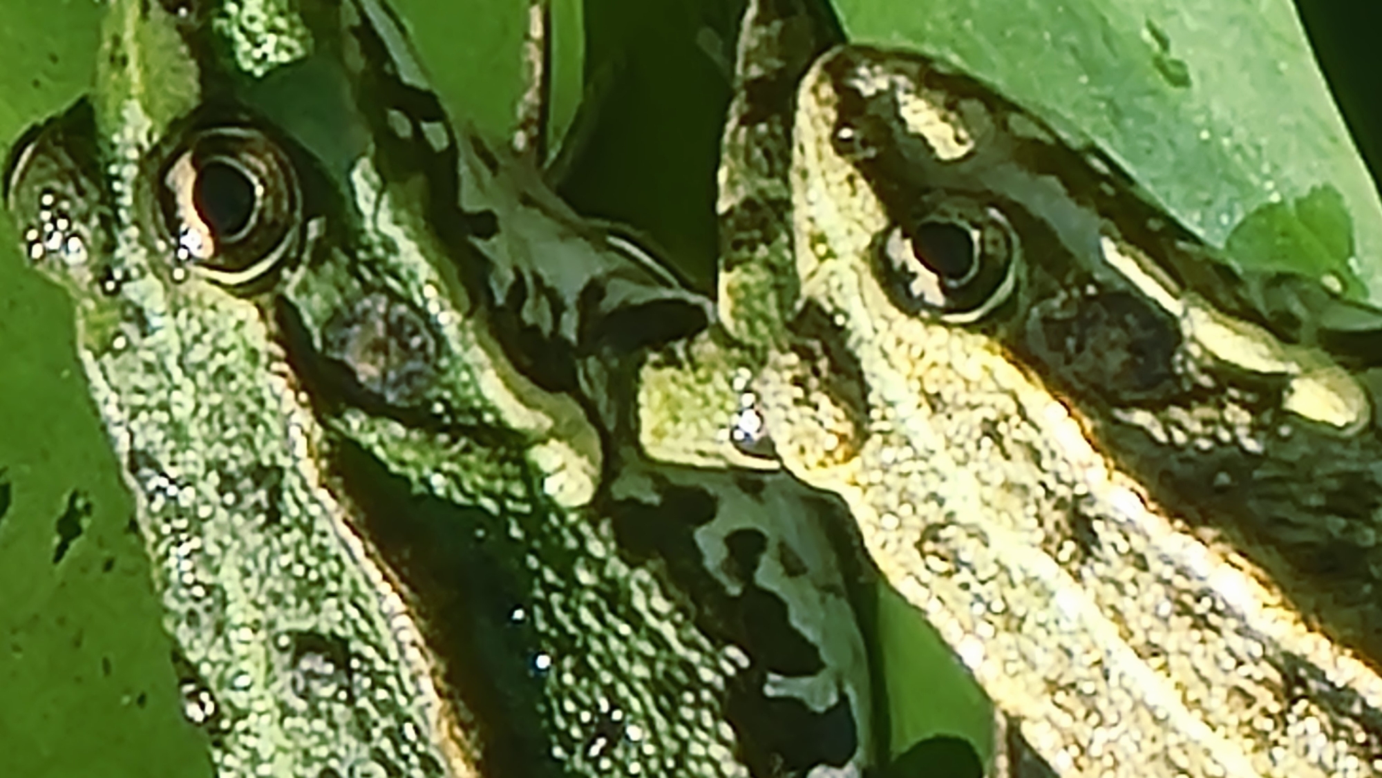 This is a close-up, outdoor photograph of two frogs partially visible on what appears to be a lily pad, with lush green foliage forming the background. The frog in the foreground is lighter in color with prominent dark markings and its eye is clearly visible. The frog in the background is darker green with distinct spots, and its eye is also visible. The lighting suggests it is daytime, with sunlight reflecting off the textured skin of the frogs. The image provides no specific details or context to associate it with Sant Joan les Fonts, Spain.